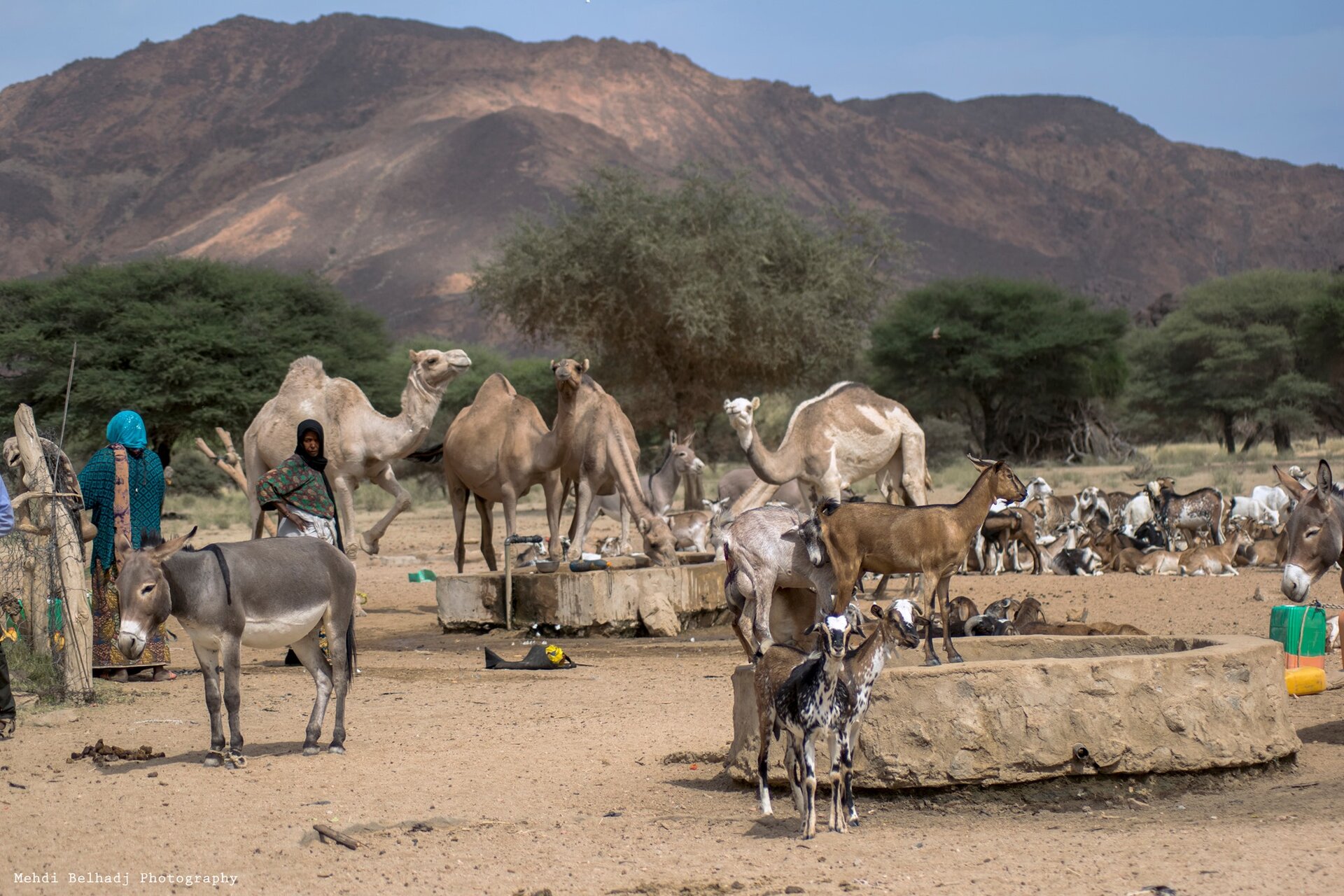 Na zdjęciu kilka wielbłądów, osiołków i kóz zgromadzonych wokół okrągłych, betonowych paśników. W tle masywne pasmo górskie, a przed nim linia drzew.