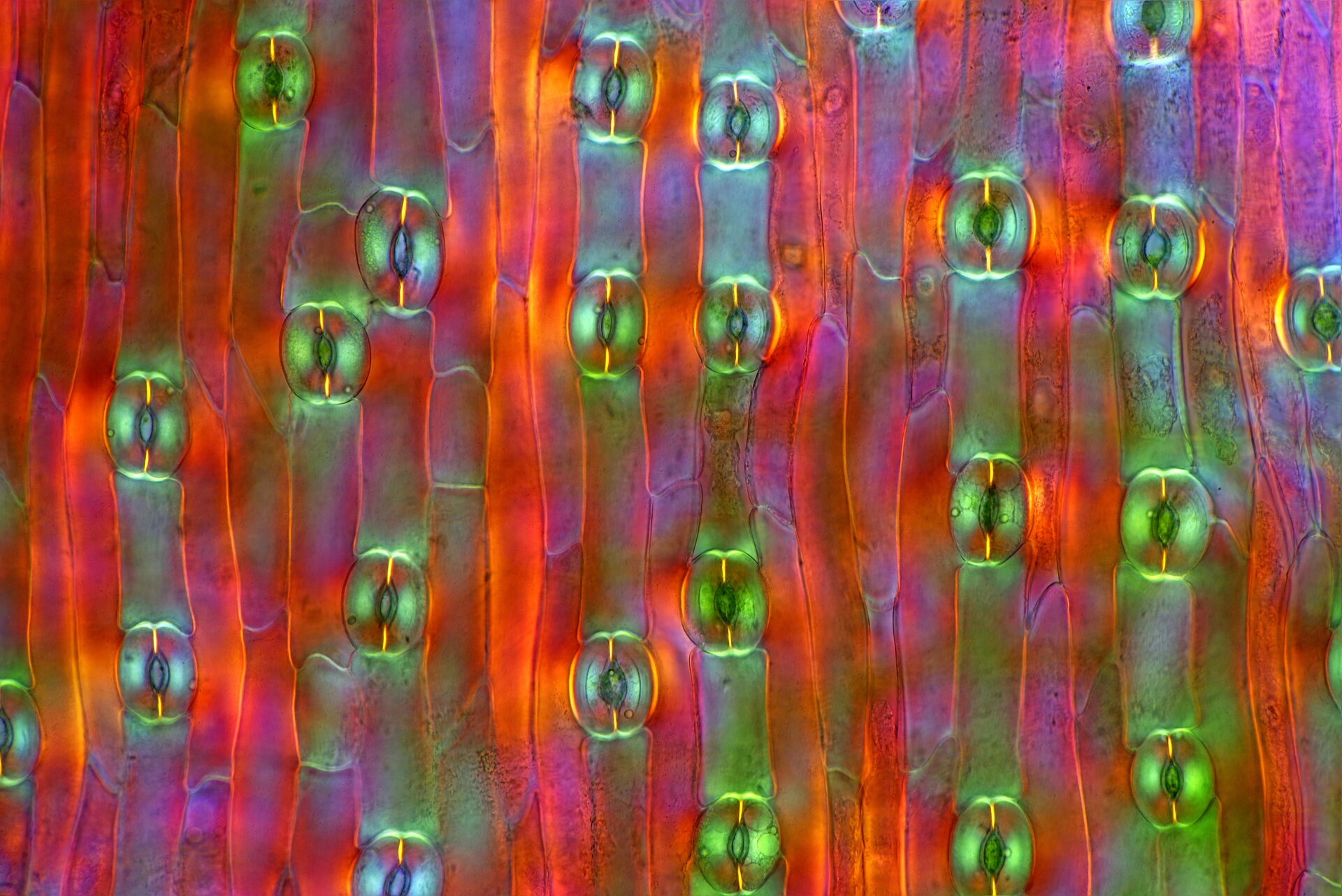 Zdjęcie przedstawia aparaty szparkowe w liściu tulipana. Aparaty szparkowe znajdują się pomiędzy prostokątnymi komórkami liścia. Aparaty składają się z dwóch wydłużonych komórek w kształcie fasolki, pomiędzy którymi widać szparkę.