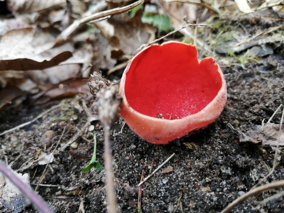 Ilustracja przedstawia fotografię natury. W bliskim kadrze znajduje się grzyb  w kształcie okrągłego otwartego, czerwonego kielicha osadzonego bezpośrednio na podłożu w lesie. 
