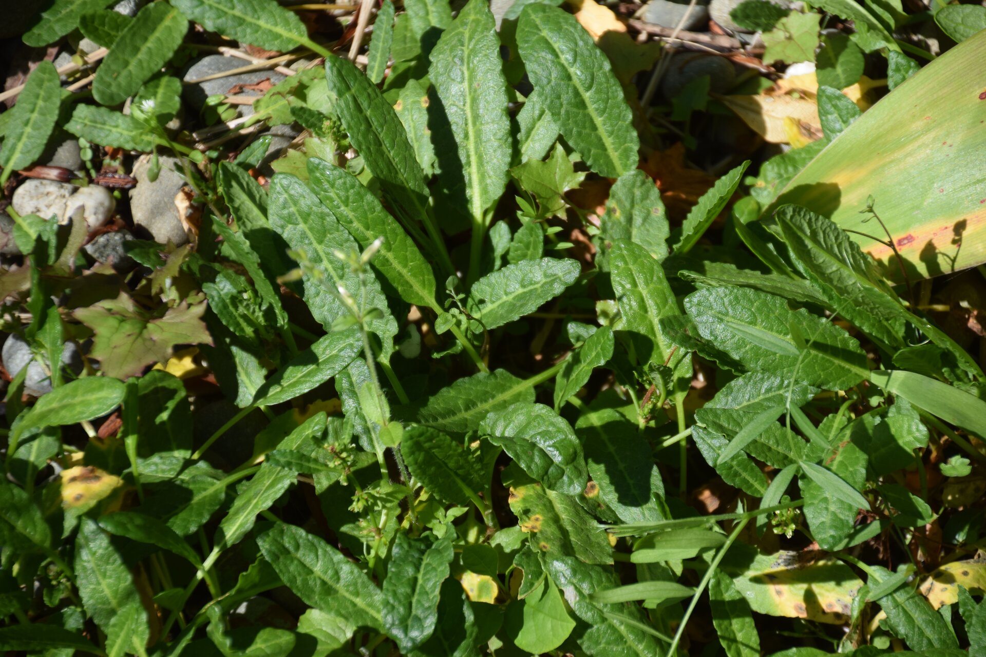 Ilustracja przedstawia podłużne zielone liście szczawu.