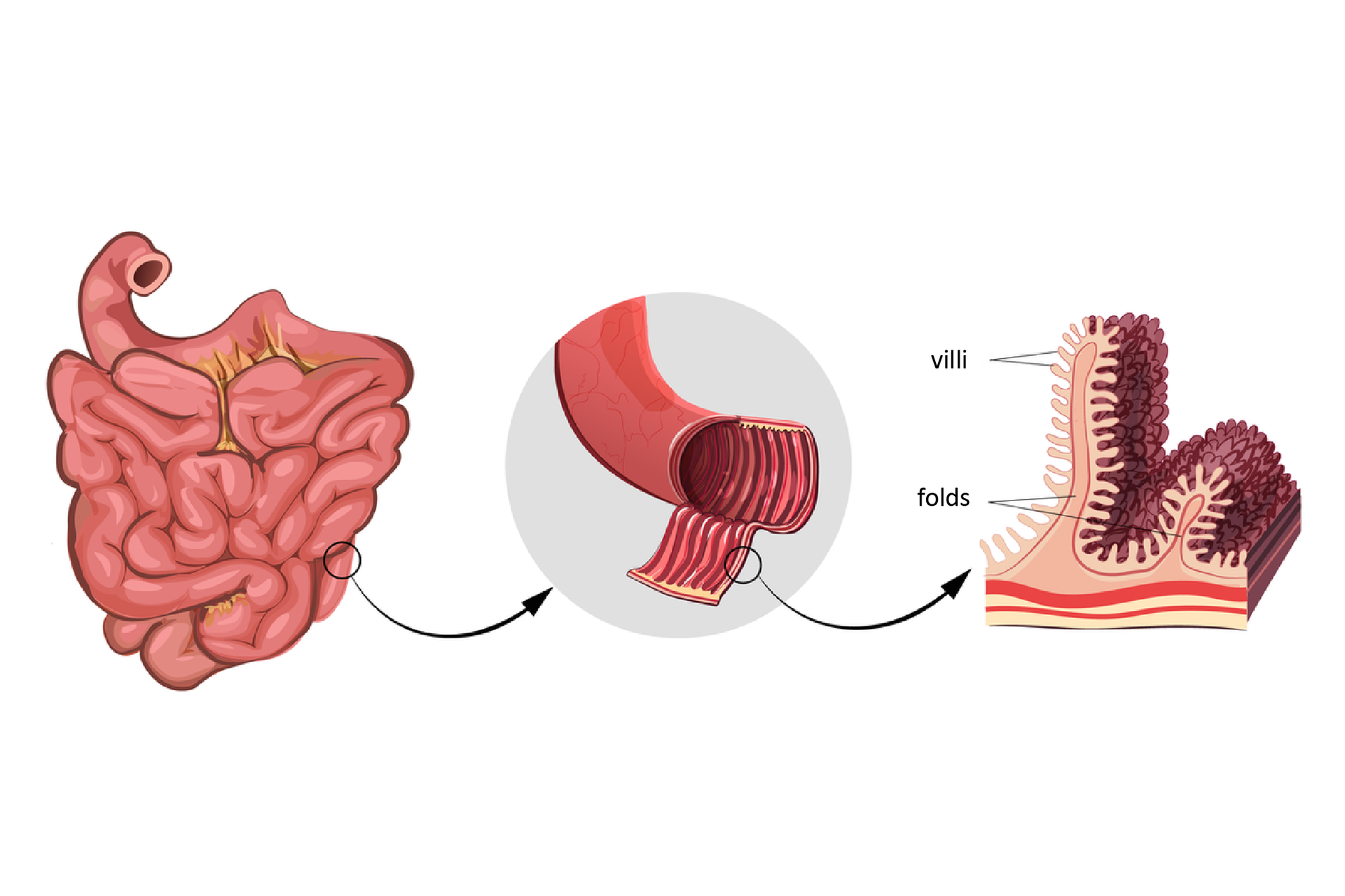 Ilustracja przedstawia z lewej różowe, rurkowate jelito cienkie. Strzałka prowadzi do powiększenia fragmentu jelita, w którym ukazano fałdy. Rysunek z prawej to powiększenie mikroskopowe błony jelita cienkiego. Na różowych fałdach, znajdują się gęsto ułożone wypustki – kosmki (ciemnofioletowe). U ich podstawy wrysowano czerwone naczynia krwionośne. Podpisano: folds, villi. 