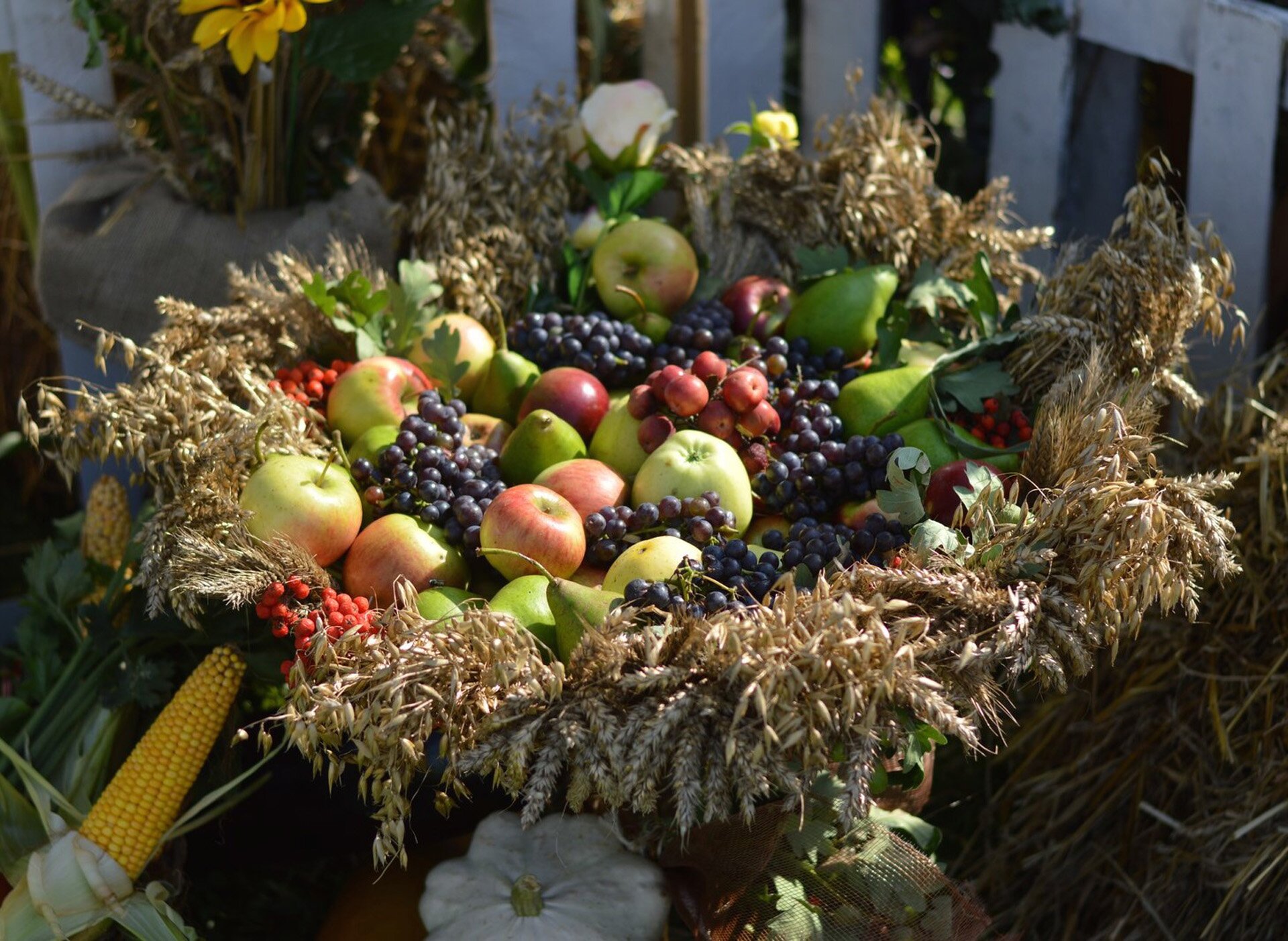 Na ilustracji wieniec dożynkowy. Kompozycja ułożona jest w kształt koła. W środku koła znajdują się owoce: jabłka, winogrona, gruszki. Na zewnątrz ułożone są kłosy zbóż.