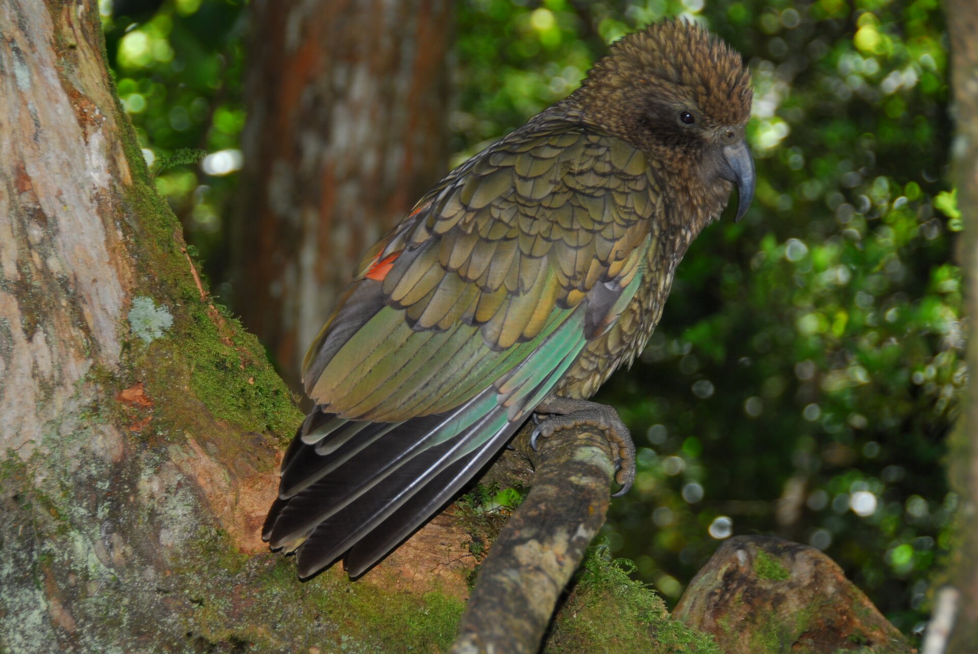Fotografia przedstawia oliwkowoczarną papugę w tropikalnym lesie. Nestor kea siedzi na lianie skierowany w prawo. Na głowie ma nastroszone krótkie pióra i zakrzywiony, grafitowy dziób.