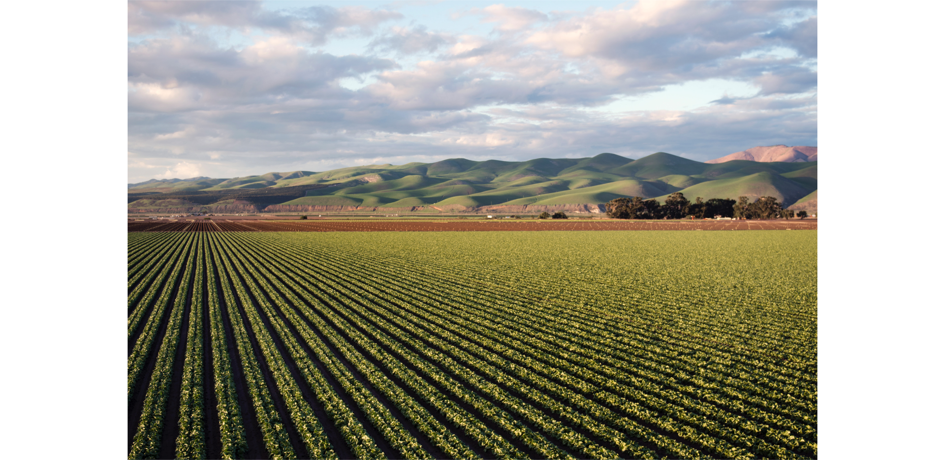Zdjęcie przedstawia pole.