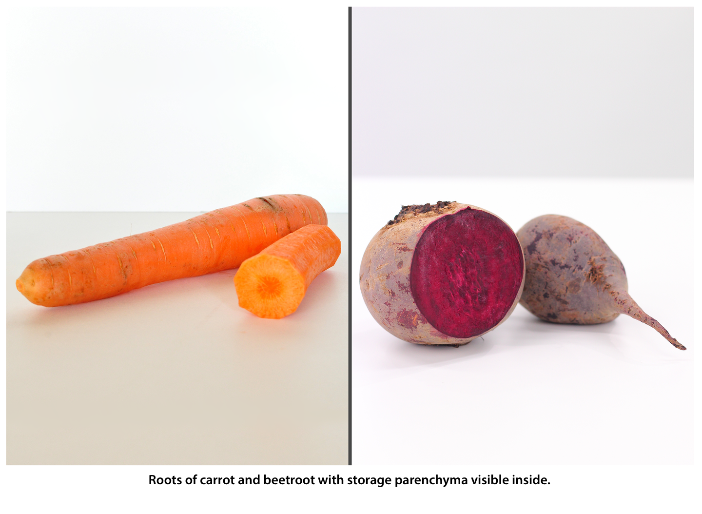 Fotografia przedzielona na pół. Po lewej stronie leżące na blacie dwa podłużne, obrane, pomarańczowe korzenie marchwi. Jeden z nich jest przepołowiony. Po prawej stronie leżące na blacie dwa okrągłe korzenie bordowego buraka w skórce. Jeden z nich jest przepołowiony , w jego wnętrzu znajduje się miękisz spichrzowy.