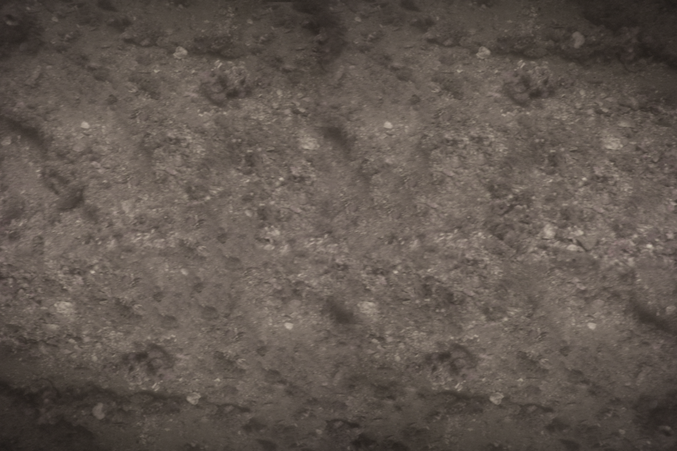 Fotografia wycinka dna jeziora, jednolita powierzchnia, struktura chropowata, kolor szary.