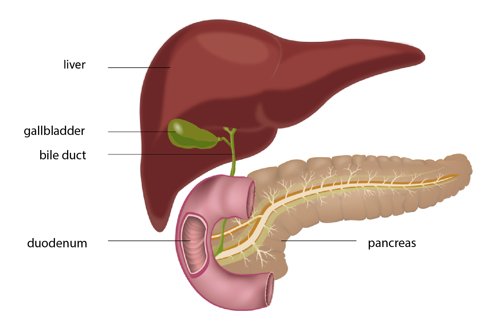 Ilustracja przedstawia wycinek układu pokarmowego. Z lewej u góry brunatna, trójkątna wątroba. Pod nią zielony pęcherzyk, i przewód żółciowy, który wpada do dwunastnicy. Jest ona przedstawiona jako wygięty w lewo fragment fioletowej rury z wyciętym kawałkiem, przez który widać fałdy jelita. W prawo poziomo wydłużona, pierścieniowata trzustka z drzewkowatymi kanalikami w środku. Przewód z trzustki wpada do dwunastnicy. 
Podpisano: liver, gallbladder, bile duct, duodenum, pancreas.