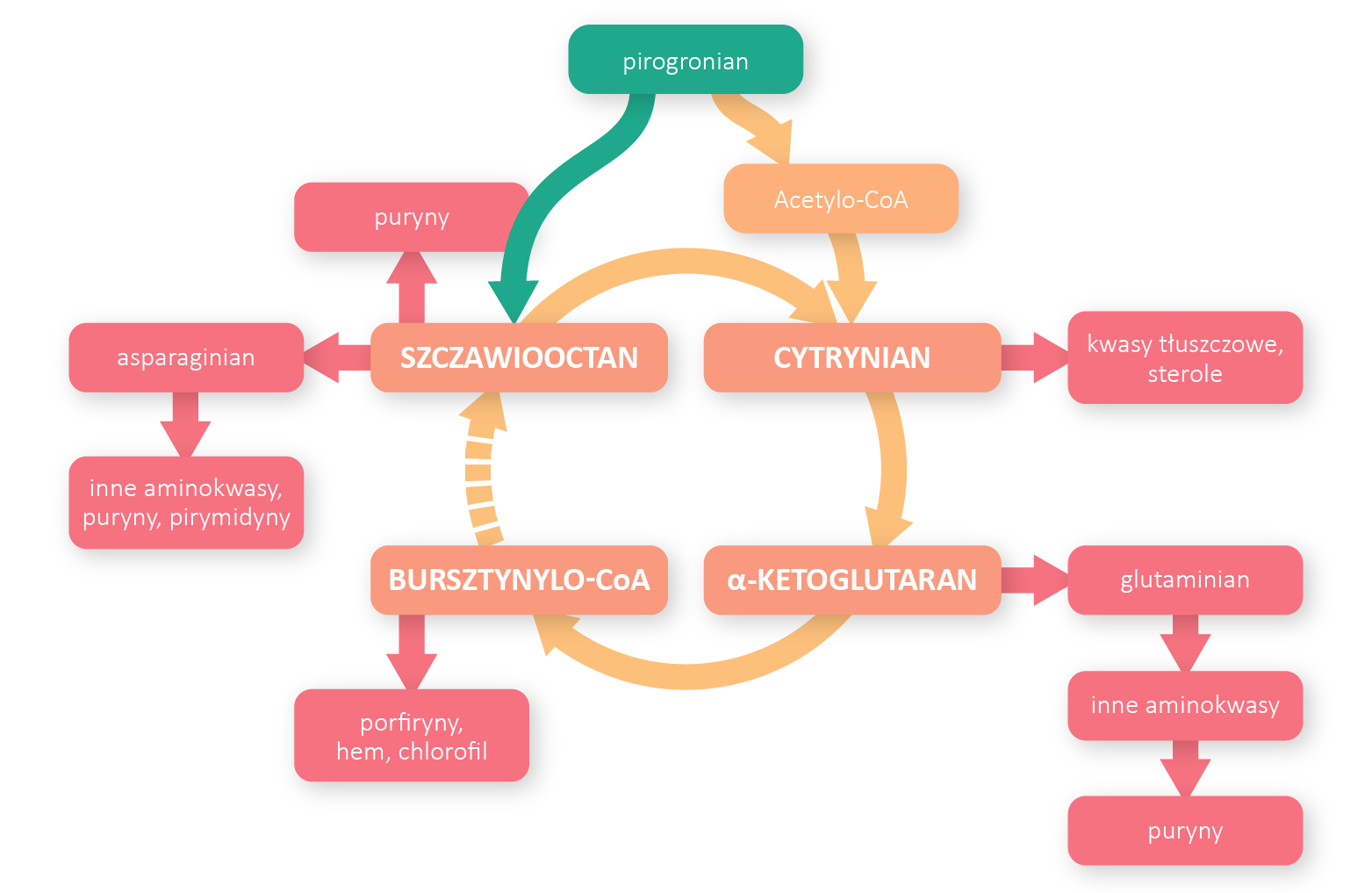 Schemat przedstawia rolę cyklu Krebsa w biosynktazach. Produkty pośrednie zużywane są do biosyntez. Reakcje biosyntez zachodzą, gdy zapotrzebowanie komórki na energię jest zaspokojone. Na schemacie strzałki reakcji są czerwone. Biosynteza zachodzi w każdej żywej komórce. Cykl Krebsa został na schemacie oznaczony pomarańczowym kołem. Wszystkie substraty procesu poza pirogronianem są pomarańczowe. Pirogronian zaznaczony kolorem zielonym tworzy substrat stały cyklu Krebsa – szczawiooctan. Cykl Krebsa jest cyklem reakcji biochemicznych. Stanowi jeden z etapów oddychania komórkowego. Oddychanie komórkowe to podstawowy proces, który dostarcza komórkom energii i podtrzymuje życie. Pierwszy substrat cyklu, czyli cytrynian powstaje z acetyloCoA. Cząsteczka ta pochodzi z rozkładu węglowodanów i kwasów tłuszczowych. W cyklu Krebsa szczawiooctan jest wykorzystywany do syntezy aminokwasów, asparaginianu i zasad azotowych (puryn i pirymidyn). α alfa ketoglutaran też umożliwia powstanie aminokwasów: w pierwszej kolejności glutaminianu, a pośrednio również puryn, które należą do zasad azotowych. Jest wykorzystywany do deaminacji aminokwasów. Bursztynylo CoA pełni funkcję substratu w syntezie porfiryny, hemu i chlorofilu. Natomiast z cytrynianu syntetyzowane są kwasy tłuszczowe i sterole. Cykl Krebsa jest kluczowy w dostarczaniu organizmowi energii. Łączy ze sobą większość szlaków metabolicznych istniejących w naszym organizmie.