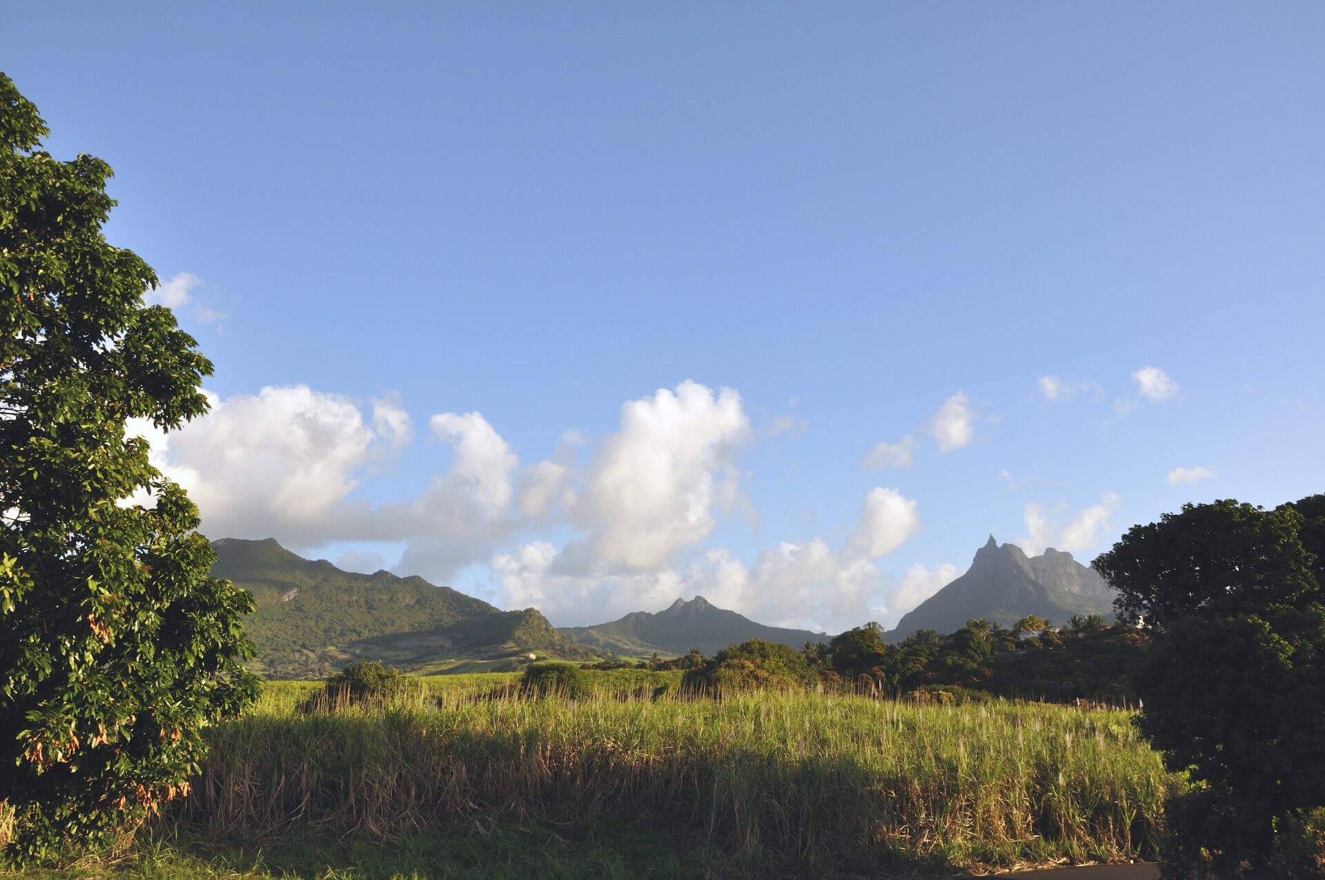Fotografia przedstawia plantację trzciny, na pierwszym planie po lewej stronie fotografii widoczna jest część korony drzewa, W centralnej części pole, na którym rośnie trzcina cukrowa. W tle widoczne są góry, pokryte zaroślami. Nad górami niebieskie niebo z białymi chmurami. 