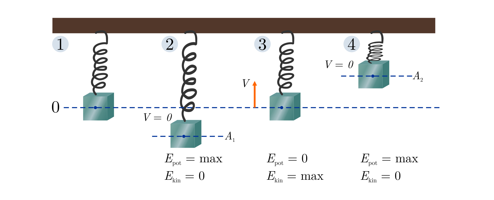 Ilustracja przedstawia cztery fazy drgania ciężarka na sprężynie zawieszonej pod płaską powierzchnią poziomą. Tło białe. Na początku sprężyna jest rozciągnięta jedynie pod wpływem masy ciężarka, a położenie środka ciężarka pokrywa się z punktem równowagi, na wysokości zero. W drugiej fazie ciężarek wychylony jest maksymalnie poniżej środka równowagi, jego prędkość wynosi zero, sprężyna jest rozciągnięta, energia potencjalna układu maksymalna a kinetyczna równa zeru. W trzeciej fazie ciężarek znajduje się znowu w punkcie równowagi, jego prędkość jest niezerowa, energia potencjalna równa zeru a energia kinetyczna maksymalna. W czwartej fazie ciężarek wychylony jest maksymalnie powyżej środka równowagi, jego prędkość wynosi zero, sprężyna jest ściśnięta, energia potencjalna układu maksymalna a kinetyczna równa zeru.