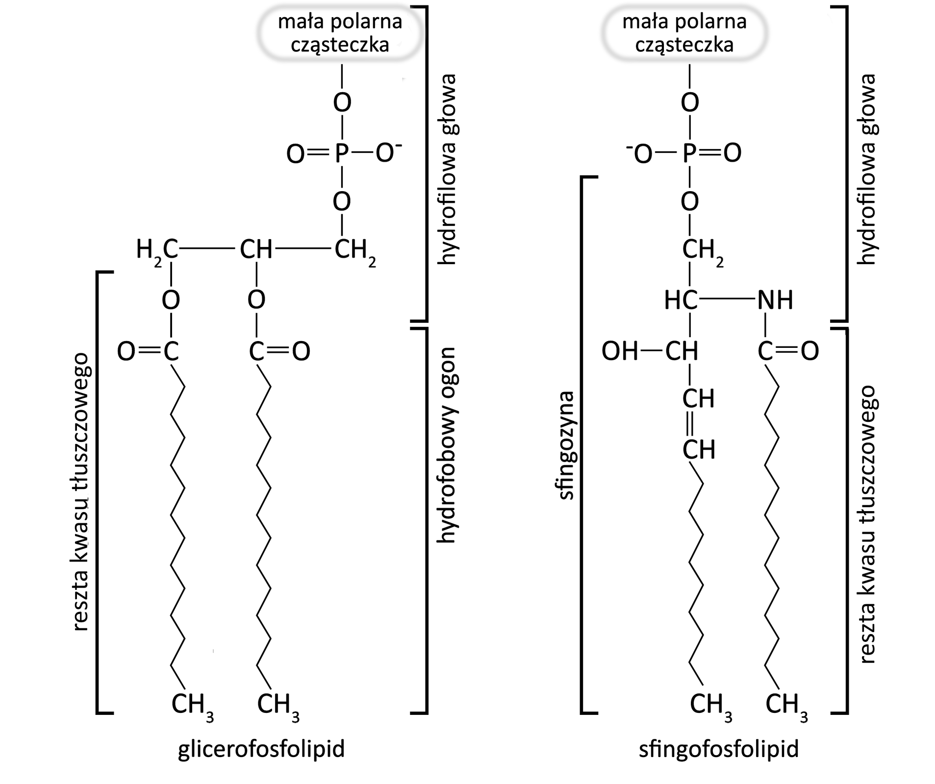 Schemat przedstawia porównanie budowy glicerofosfolipidu oraz sfingolipidu. Glicerofosfolipid składa się z hydrofilowej główki, w której skład wchodzą połączone wiązaniami alkohol, kwas fosforowy oraz reszta glicerolu, i ogonka hydrofobowego, który tworzą reszty kwasów tłuszczowych. Natomiast cząsteczka sfingolipidu składa się z hydrofilowej główki zbudowanej z alkoholu, kwasu fosforowego i reszty sfingozyny oraz reszty kwasu tłuszczowego.