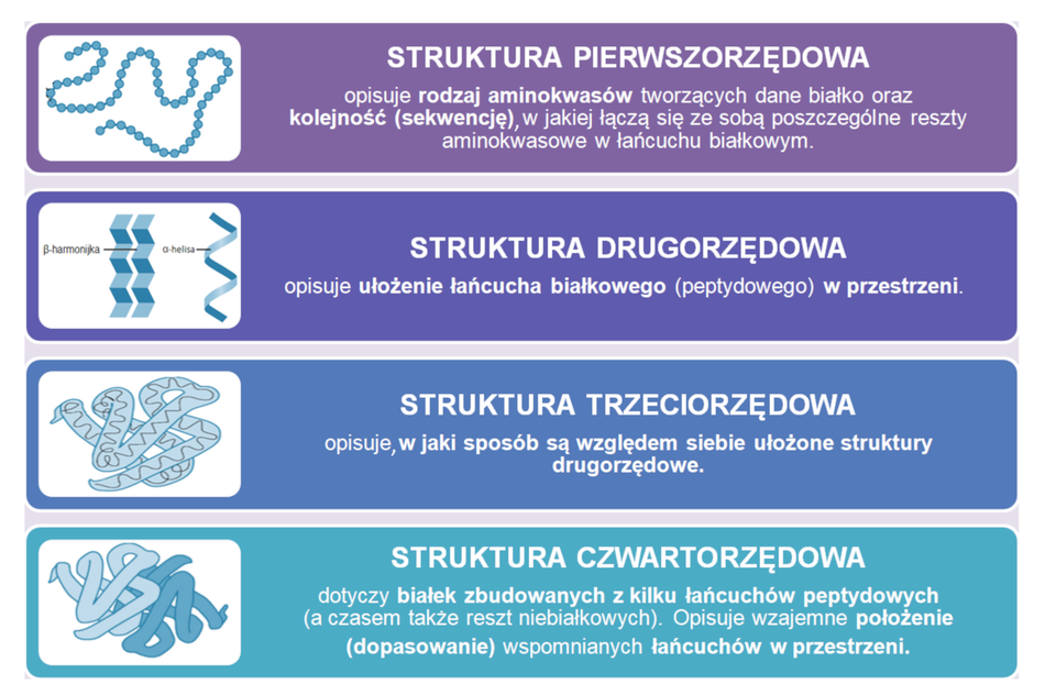Na górze ilustracji znajduje się ciemnofioletowy prostokąt, w którego lewym krańcu znajduje się grafika przedstawiająca budowę struktury pierwszorzędowej białek. Została ona ukazana jako ciąg połączonych ze sobą niebieskich, okrągłych elementów przypominających korale. Jest to płaska struktura, zakręcająca i tworząca pętle. Z prawej strony grafiki znajduje się opis: Struktura pierwszorzędowa opisuje rodzaj aminokwasów tworzących dane białko oraz kolejność (sekwencję) w jakiej łączą się ze sobą poszczególne reszty aminokwasowe w łańcuchu białkowym. Poniżej znajduje się podobny prostokąt, w kolorze ciemnoniebieskim, w którego lewym krańcu umieszczono grafikę przedstawiającą budowę struktury drugorzędowej białek. Ukazano niebieską beta—harmonijkę, która wyglądem przypomina dwa cienkie paski papieru, które zostały pozginane w prostokąty, a następnie odgięte, tworząc wypukły kształt harmonijki. Obok ukazano niebieską alfa—helisę, która wyglądem przypomina cienką wstęgę owiniętą wokół niewidzialnej tuby. Obok grafiki umieszczono napis: Struktura drugorzędowa opisuje ułożenie łańcucha białkowego (peptydowego) w przestrzeni. Poniżej znajduje się kolejny prostokąt, w kolorze niebieskim, w którego lewym krańcu umieszczono grafikę przedstawiającą budowę struktury trzeciorzędowej białek. Ukazano błękitną strukturę przypominającą poskręcaną tubę wypełnioną ustawionymi w rzędzie, połączonymi ze sobą beta‑harmonijkami oraz alfa‑helisami. Obok grafiki umieszczono napis: Struktura trzeciorzędowa  opisuje w jaki sposób są względem siebie ułożone struktury drugorzędowe. Poniżej znajduje się ostatni prostokąt w kolorze jasnoniebieskim, w którego lewym krańcu umieszczono grafikę przedstawiającą budowę struktury czwartorzędowej białek. Ukazano dwie struktury trzeciorzędowe, jedną jasnoniebieską, a drugą ciemnoniebieską, poskręcane ze sobą nawzajem. Obok grafiki umieszczono napis: Struktura czwartorzędowa dotyczy białek zbudowanych z kilku łańcuchów peptydowych (a czasem także reszt niebiałkowych). Opisuje wzajemne położenie (dopasowanie) wspomnianych łańcuchów w przestrzeni.