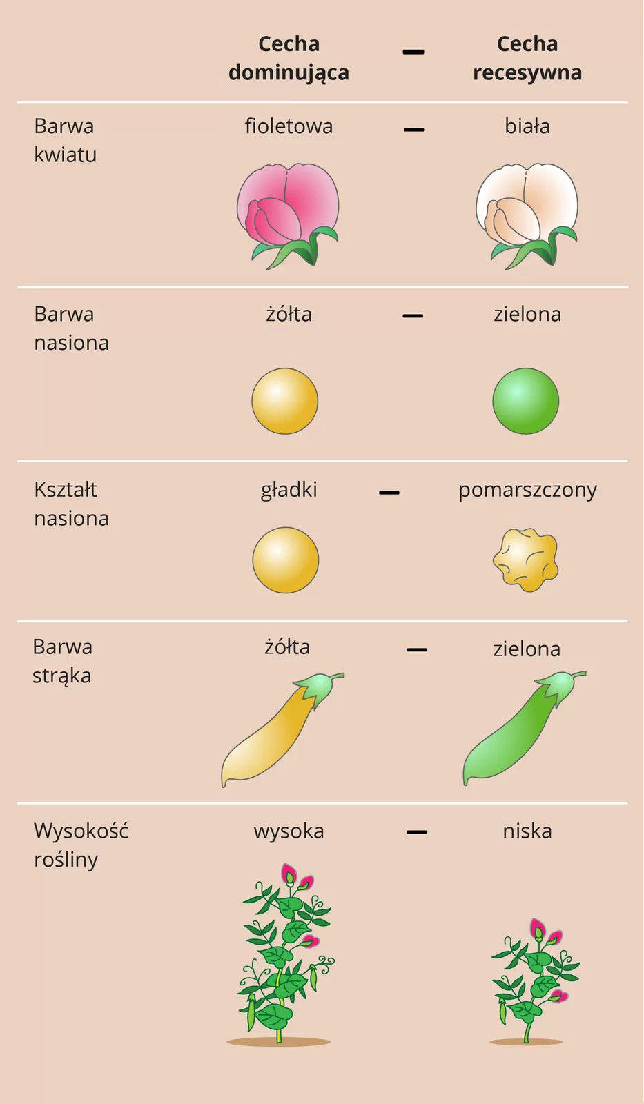 Ilustracja przestawia na różowym tle cechy grochu badane przez Gregora Mendla. Rysunki są w dwóch kolumnach i pięciu rzędach. Lewa kolumna przedstawia cechy dominujące, prawa krzyżowane z nimi cechy recesywne. Od góry kwiat czerwony krzyżowany z białym. Niżej nasiona żółte krzyżowane z zielonymi. W trzecim rzędzie nasiona okrągłe krzyżowane z pomarszczonymi. Niżej strąk żółty krzyżowany z zielonym. Na dole roślina wysoka krzyżowana z niską.