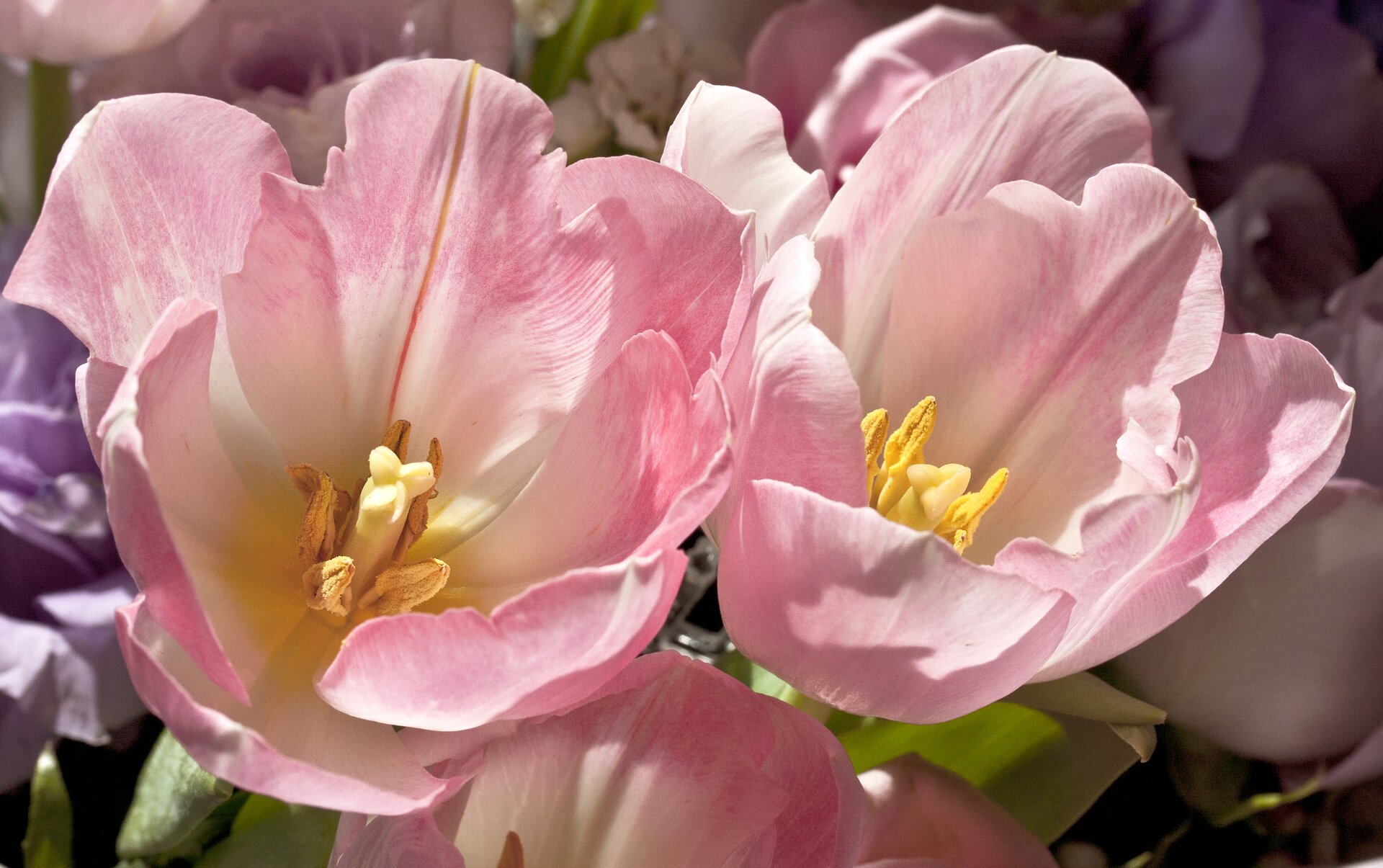 Fotografia przedstawia różowe, mocno otwarte kwiaty tulipanów w pełnym słońcu. Kiedy temperatura spada, kwiaty tulipanów się zamykają. 