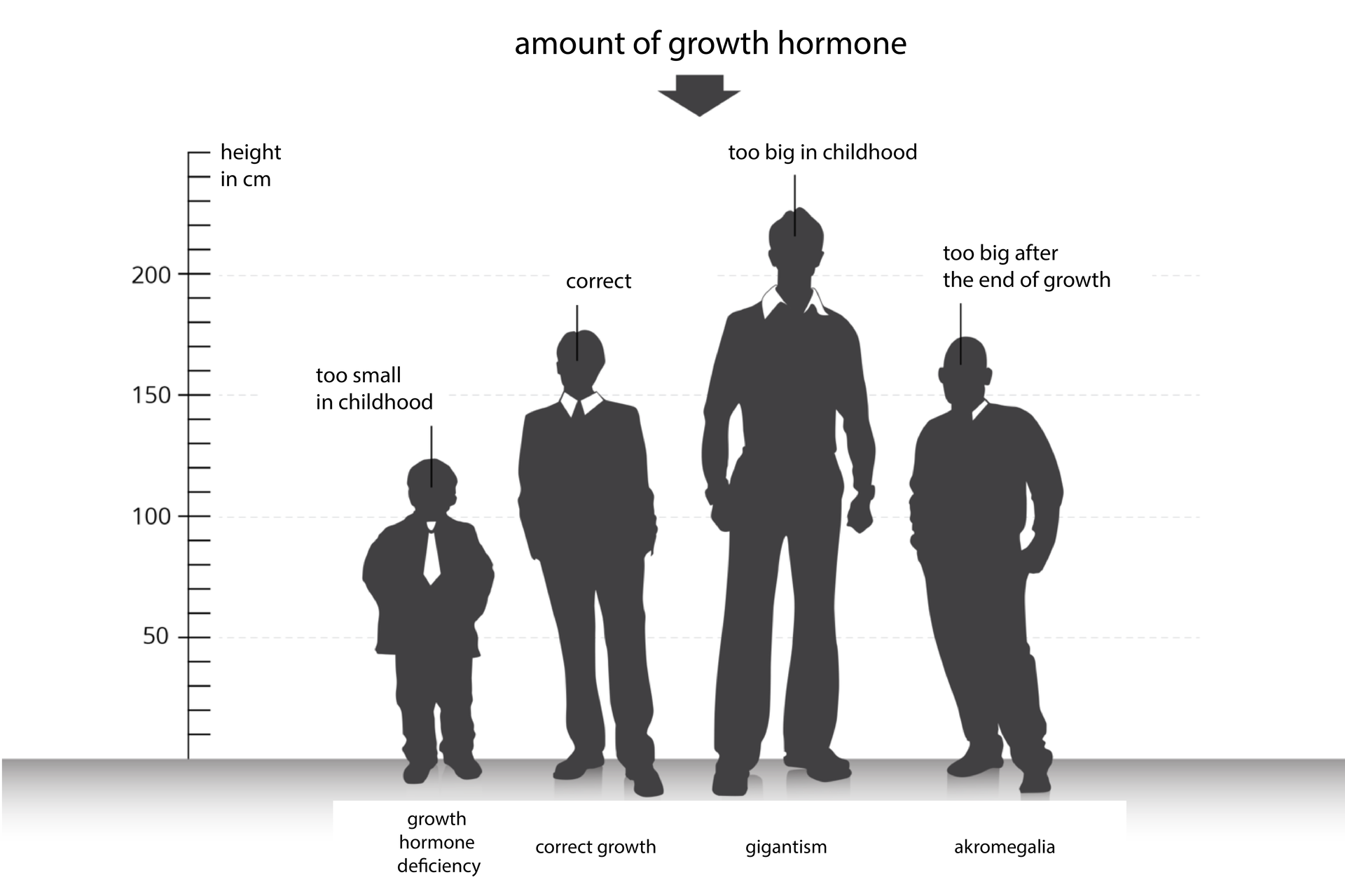Ilustracja przedstawia porównanie proporcji sylwetki ludzkiej pod wpływem hormonu wzrostu. Na osi X stoją cztery szare postacie mężczyzn. Na osi Y zaznaczono podziałkę wzrostu w centymetrach. Pierwsza postać jest niska. Za mała ilość hormonu wzrostu w dzieciństwie spowodowała karłowatość przysadkowatą. Drugi od lewej to mężczyzna o prawidłowym wzroście. Ilość hormonu w okresie wzrostu była odpowiednia. Trzeci mężczyzna, najwyższy z nich, poddany został w dzieciństwie działaniu za dużej ilości hormonu wzrostu. Cierpi na gigantyzm. U ostatniej z sylwetek wystąpiła akromegalia, gdy u osób dorosłych po zakończeniu wzrostu jest zbyt duża ilość hormonu wzrostu.