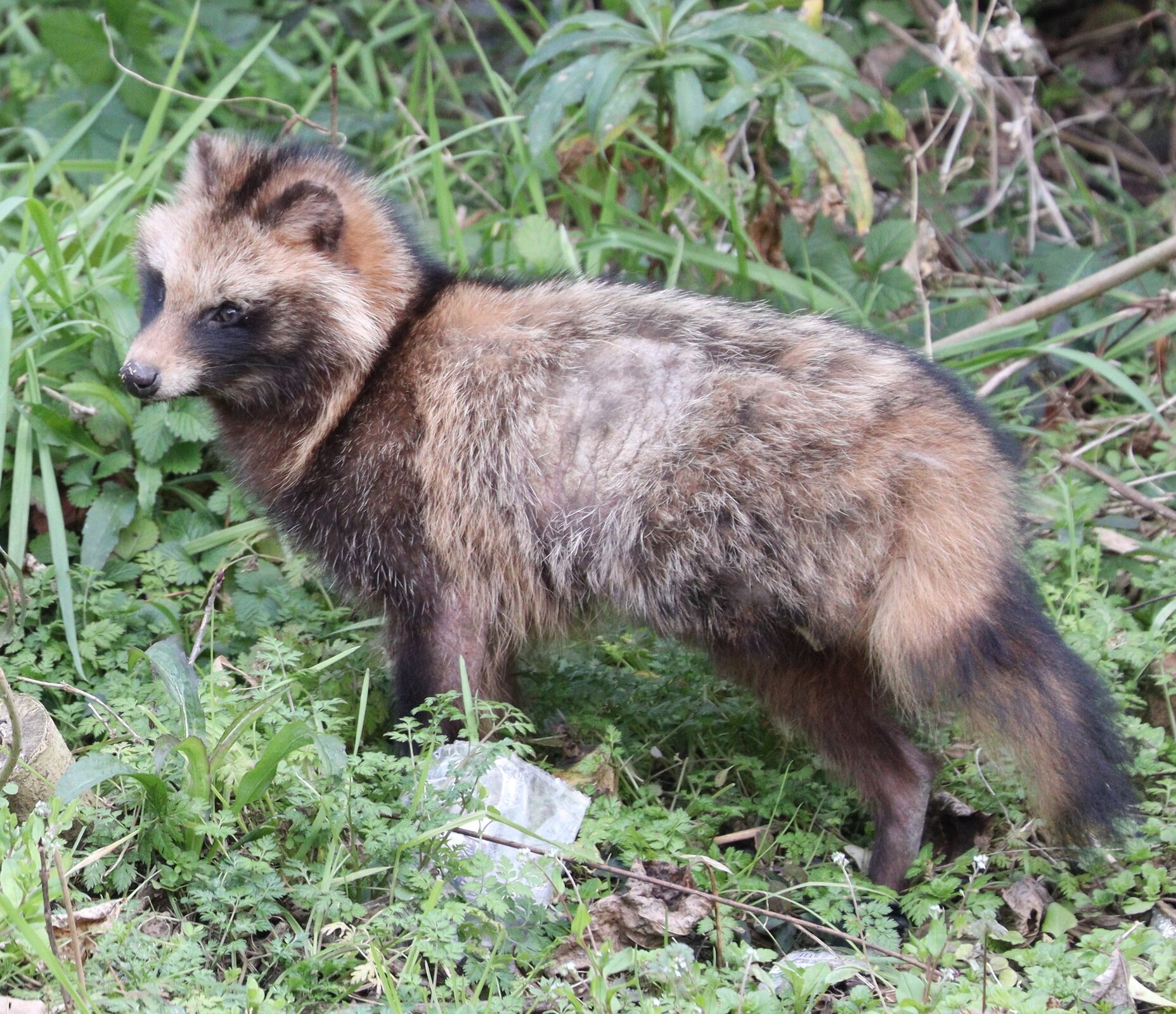 Zdjęcie przedstawia zwierzę przypominające lisa. Ma ciemnobrązową, przypalaną sierść. Zwierzę znajduje się wśród polowej roślinności. 