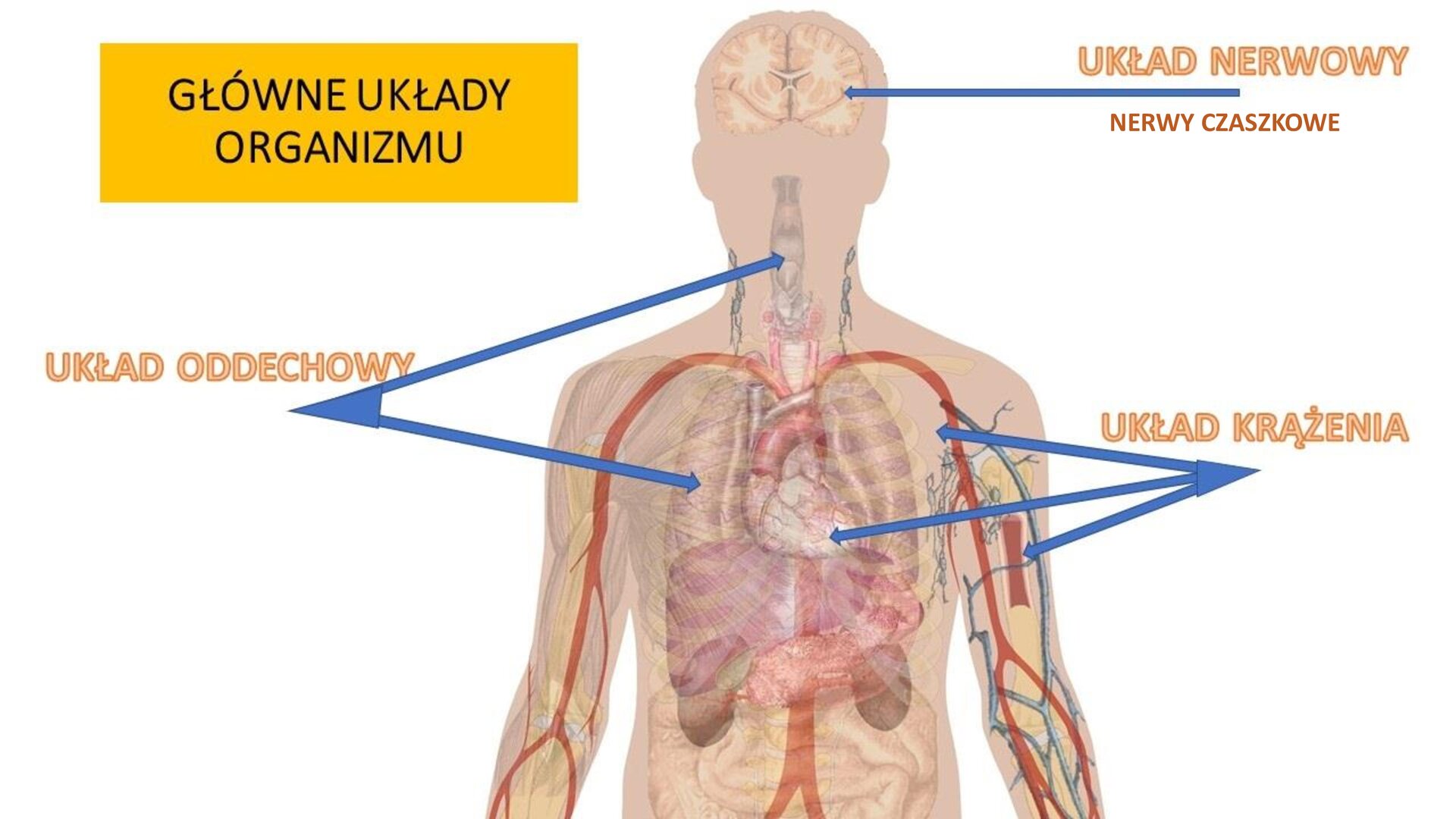 Biały slajd. W lewym górnym rogu slajdu żółty prostokąt, a na nim czarny napis: „Główne układy organizmu”. Obok, w centralnej części slajdu, sylwetka ludzka, na której zaznaczone zostały narządy układu oddechowego, krążenia i nerwowego. Na sylwetce zostały zaznaczone niebieskie strzałki. Pierwsza, skierowana w kierunku płuc i krtani, podpisana została „Układ oddechowy”. Druga, skierowana w stronę żył i serca podpisana została „Układ krążenia”. Trzecia, skierowana na mózg, została podpisana: „Układ nerwowy. Nerwy czaszkowe”.