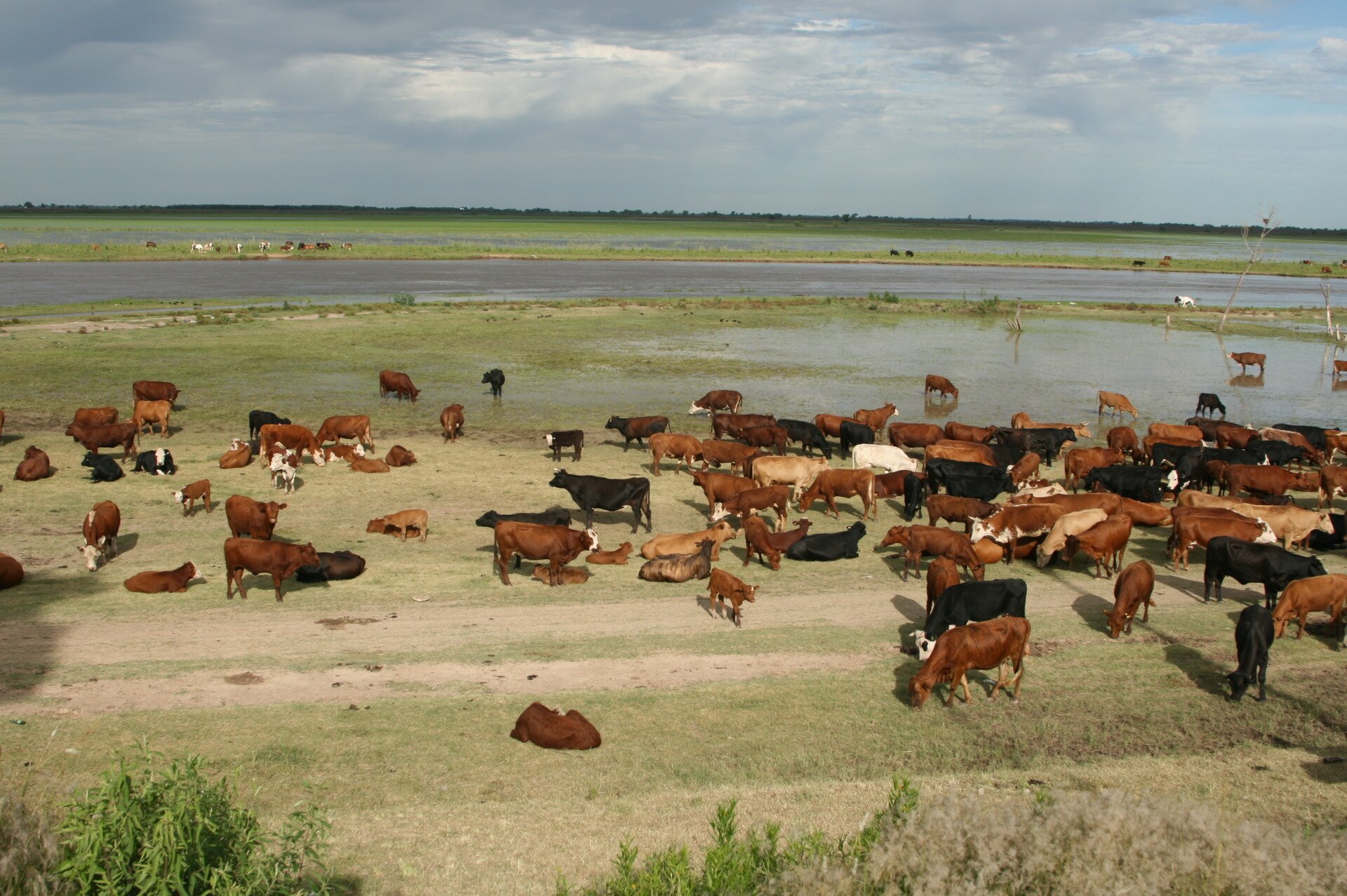 Fotografia trzecia prezentuje olbrzymie pastwisko - pampę w Argentynie, na którym pasie się stado krów. Zwierzęta pasą się na płaskim terenie nad wodą. Część zwierząt stoi w wodzie i pije.  