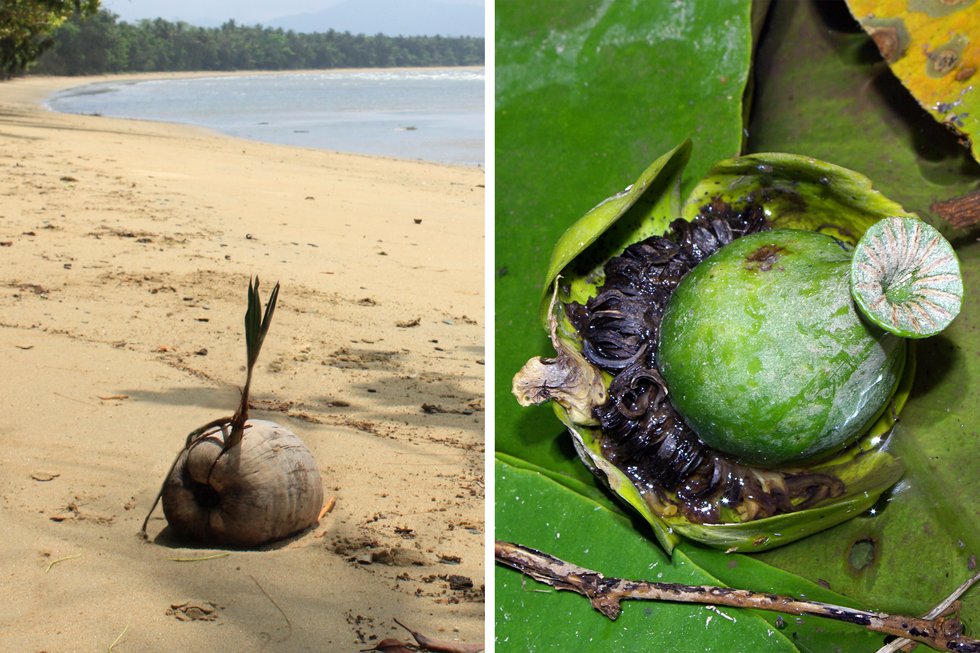 Fotografie przedstawiają nasiona, rozsiewane przez wodę. Z lewej szary, beczułkowaty owoc leży na słonecznej plaży. Wyrastają z niego w górę podłużne listki, a w dół korzonki. Po prawej zbliżenie zielonego, butelkowatego owocu. Znajduje się na „łódeczce” utworzonej przez płatki kwiatu, a wokół znajdują się liczne czarne pozostałości pręcików.