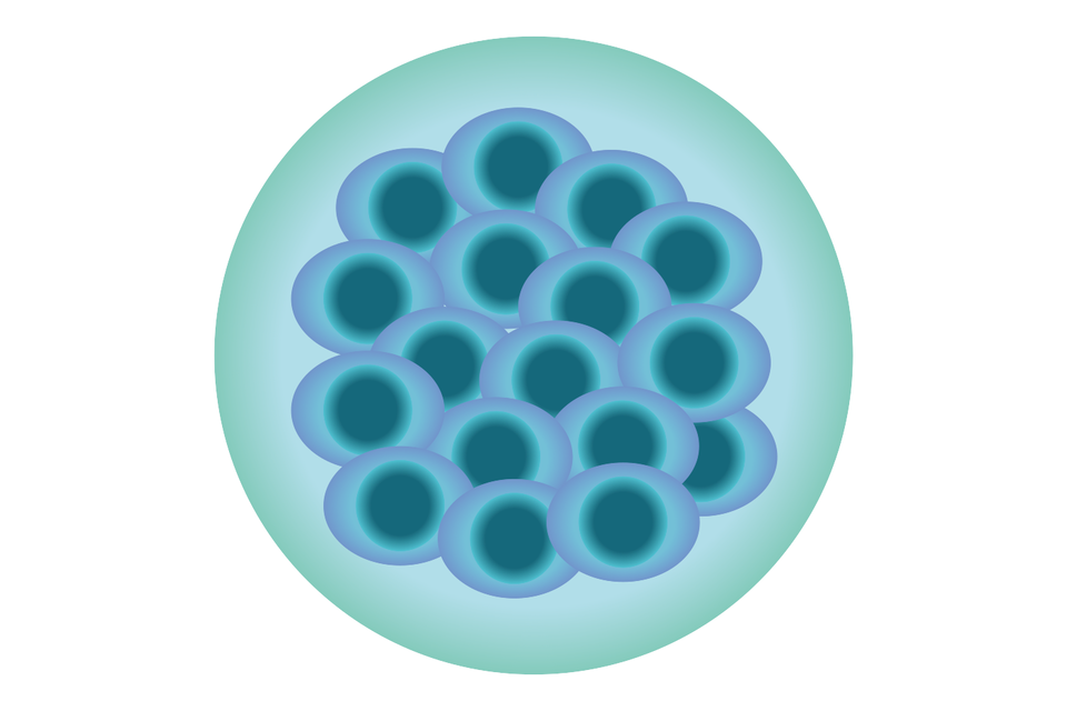 Schemat przedstawia morule. Ma ona formę kuli wypełnionej przez mniejsze, również koliste komórki. 
