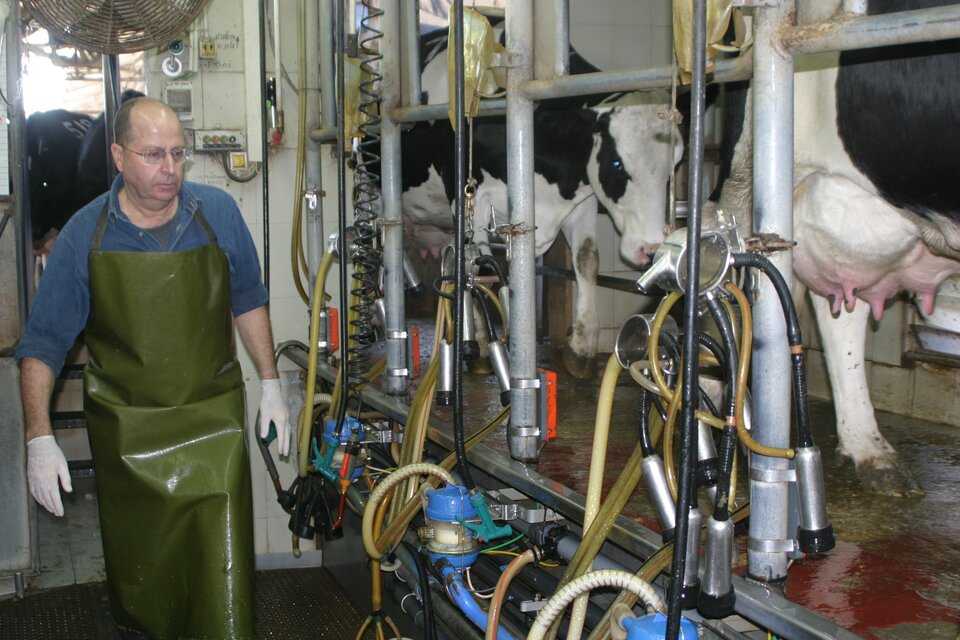 Zdjęcie przedstawia krowy. Znajdują się one na rampie, przy której wiszą urządzenia do zbierania mleka. Obok przechadza się mężczyzna w okularach, w lateksowych rękawiczkach i zielonym fartuchu. Za nim znajduje się wiatrak.