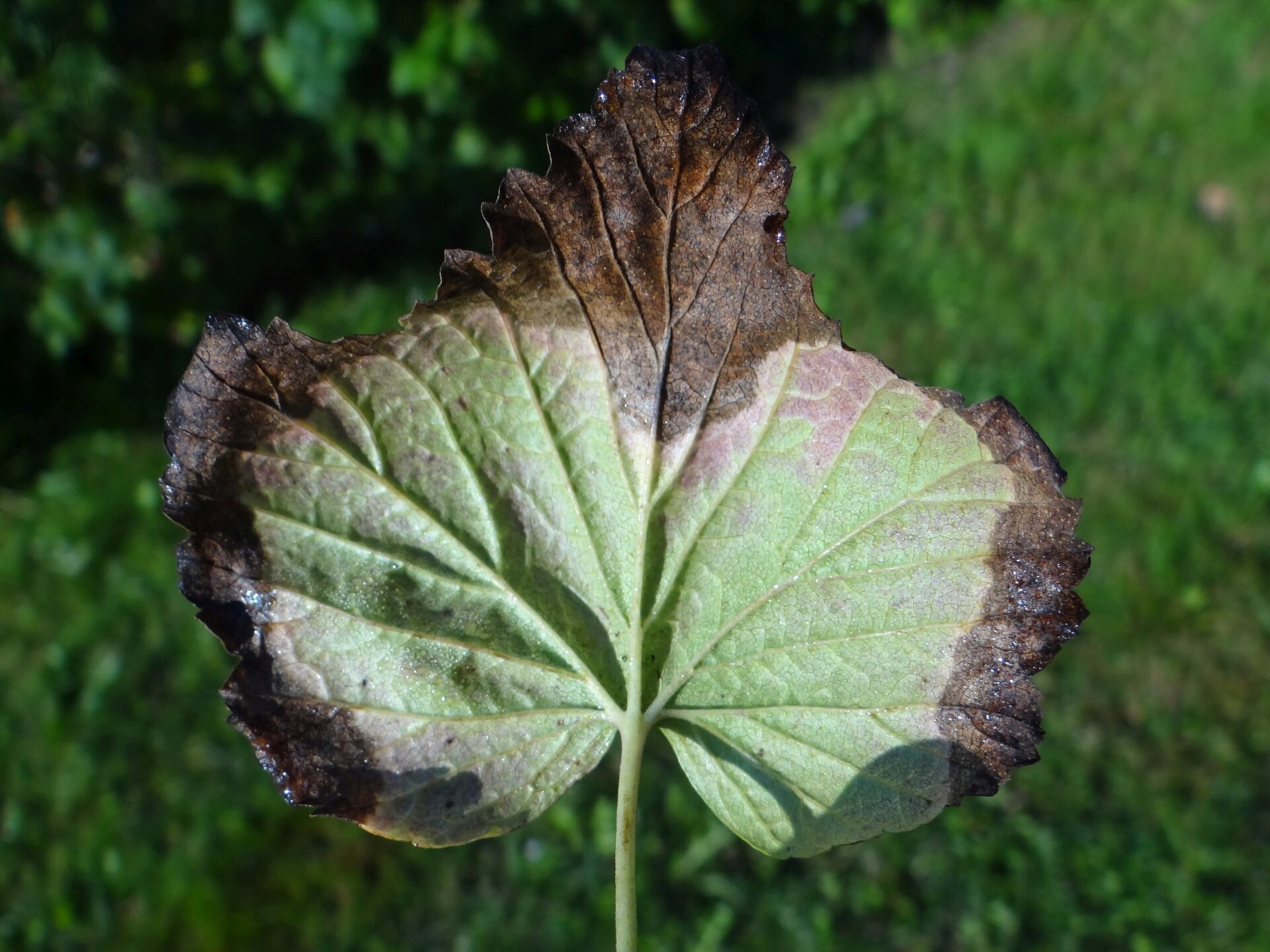 Zdjęcie przedstawia nekrozę obrzeża blaszki liściowej porzeczki. Widoczny jest liść, którego boki zmieniły kolor na ciemnobrązowy.