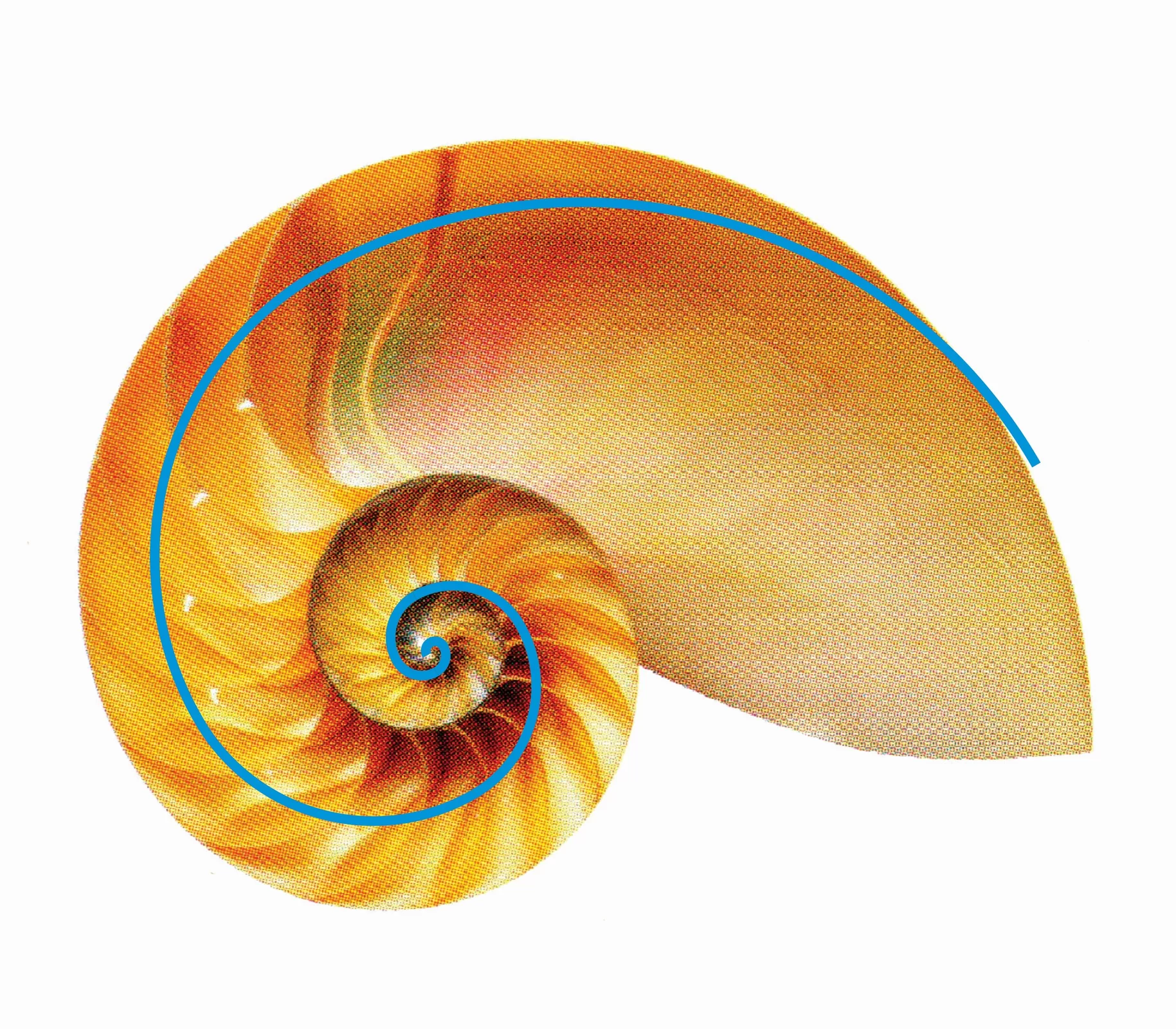 Ilustracja przedstawia zdjęcie muszli łodzika. Na muszli została wykreślona niebieska linia określająca jej spiralny kształt.