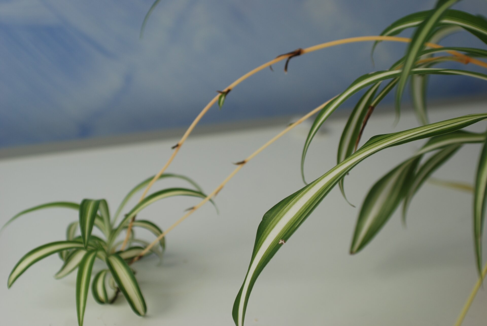 Fotografia przedstawia zbliżenie rośliny doniczkowej zielistki. Po prawej znajdują się wąskie, długie liście, a w lewo wyrastają dwie cienkie łodygi z kępą liści na końcu. Są to rozłogi.