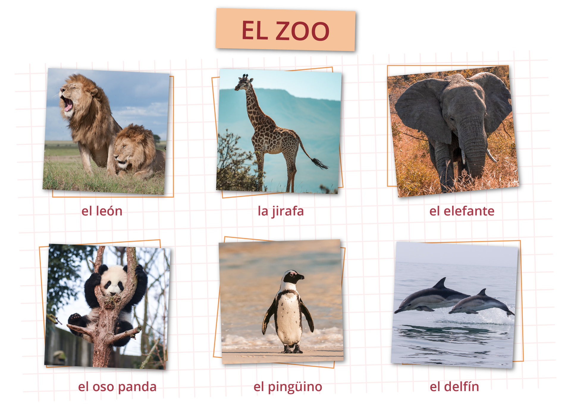Kolaż zdjęć. W nagłówku ilustracji napisane jest: EL ZOO. Poniżej znajduje się sześć zdjęć zwierząt. Każde zdjęcie podpisane jest po hiszpańsku. Zdjęcie lwa, podpis: el león. Zdjęcie żyrafy, podpis: la jirafa. Zdjęcie słonia, podpis: el elefante. Zdjęcie pandy, podpis: el oso panda. Zdjęcie pingwina, podpis: el pingüino . Zdjęcie delfina, podpis: el delfín.