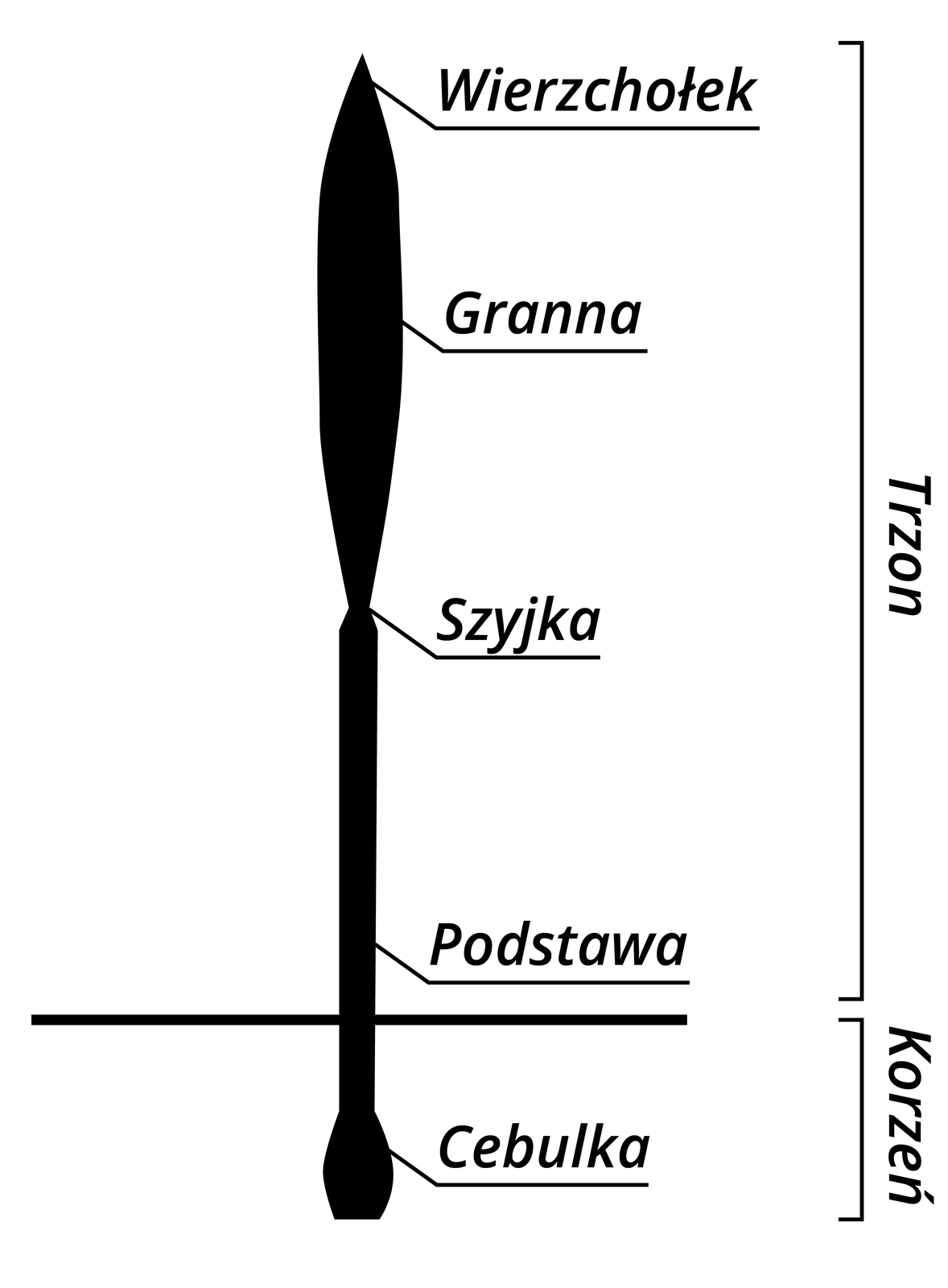 Na zdjęciu widoczny schemat budowy włosa. Pośrodku schemat podłużnego elementu, grubszego u góry, symbolizującego włos. Jest podzielony na trzon (trzy czwarte długości od góry) i korzeń (dolna część). Poszczególne elementy opisane są  jako wierzchołek (punkt na samej górze), granna (w połowie górnej grubszej części włosa), szyjka (element łączący część grubszą z cienką), podstawa (blisko końca trzonu), cebulka (najniższy punkt w części korzenia).