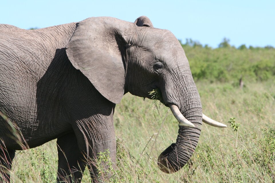 Zdjęcie przedstawia słonia na sawannie. W tle widoczne są trawy i krzewy. Na pierwszym planie stoi słoń, który ma długą trąbę i kły. 