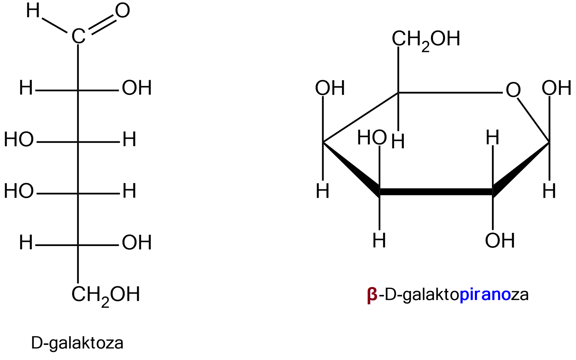 Ilustracja przedstawiająca formę łańcuchową oraz pierścieniową D‑galaktozy. Forma łańcuchowa cząsteczki D‑galaktozy w projekcji Fischera zbudowana jest z grupy CHO połączonej z pionową linią skierowaną do dołu, która symbolizuje łańcuch węglowy i na końcu łączy się z grupą CH2OH. Wspomnianą linię przecinają cztery krótkie poziome, prostopadłe linie. Po prawej stronie linii od góry kolejno podstawniki, OH, H, H  oraz OH. Po lewej stronie od góry podstawniki H, OH, OH oraz H. W przypadku formy cyklicznej strukturę beta‑D-galaktopiranozy stanowi sześcioczłonowy pierścień, w którym pierwszy lokant stanowi atom węgla C 1 związany z atomem tlenu wbudowanym w tenże pierścień. Węgiel C 5 zamyka pierścień i łączy się ze wspomnianym atomem tlenu oraz węglem C 6, niewbudowanym w pierścień. Numeracja atomów węgla jest zgodna z ruchem wskazówek zegara. Od węgla C 1, C 3 oraz C 4 grupy hydroksylowe odchodzą do góry, a do dołu atomy wodoru. Od węgla C 2 odchodzi grupa hydroksylowa odchodzi do dołu, a atom wodoru do góry. Od węgla C 5 odchodzi do góry wiązanie łączące go z węglem C 6, który należy do grupy CH2OH.