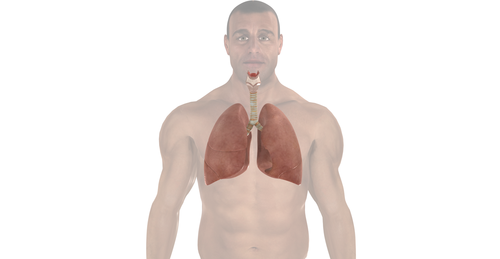 Grafika przedstawia płuca na tle ciała mężczyzny. Są to parzyste organy o kształcie przypominającym trójkąt prostokątny. Prawe płuco jest trzypłatowe, natomiast lewe dwupłatowe.