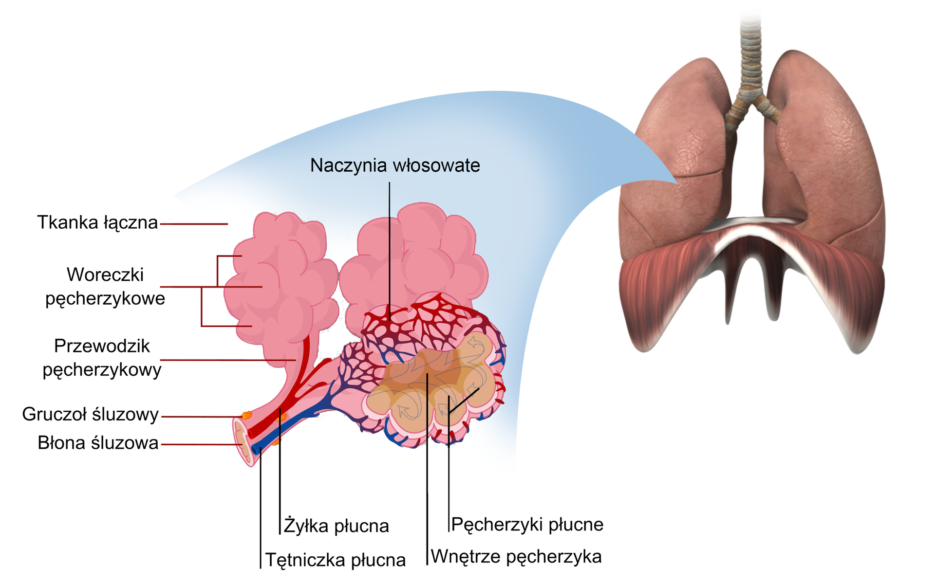 Grafika przedstawia schemat budowy anatomicznej pęcherzyka płucnego. Płuca są zbudowane z pęcherzyków płucnych. Poszczególne pęcherzyki o kulistym kształcie zebrane są w woreczki pęcherzykowe, które swoim kształtem przypominają winne grono. Otoczone są gęstą siecią naczyń włosowatych. Dochodzi do nich przewodzik pęcherzykowy, wąski, różowy przewód, w którym znajdują się żyłka płucna w kolorze czerwonym oraz tętniczka płucna zilustrowana jako przewód w kolorze niebieskim. Wnętrze przewodziku wysłane jest błoną śluzową, natomiast na jego zewnętrznej stronie znajdują się gruczoły śluzowe.