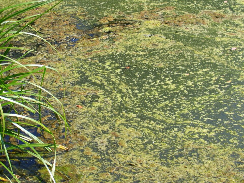 Zdjęcie przedstawia powierzchnię zbiornika wodnego. Jest pokryta zielonymi roślinami. 