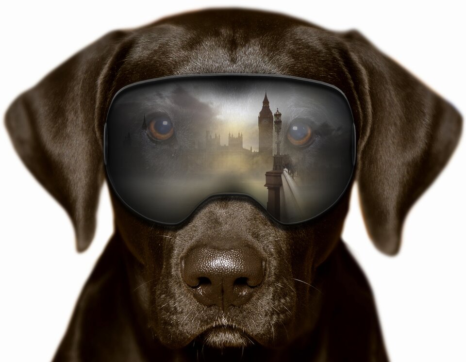 Zdjęcie przedstawia zbliżenie na głowę brązowego psa, prawdopodobnie labradora, noszącego duże, futurystyczne okulary przypominające gogle. W lustrzanej powierzchni okularów odbija się mglisty, klimatyczny widok Londynu, z mostem i wieżą zegarową Big Ben w tle. Efekt wizualny sprawia wrażenie, jakby pies spoglądał w tę scenerię.