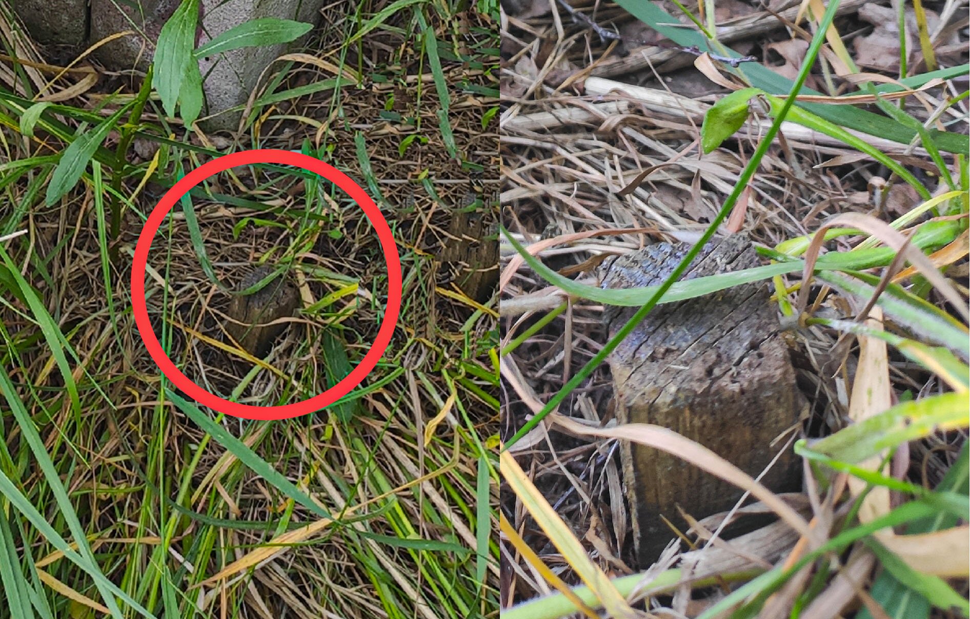 Zdjęcie przedstawia dwa ujęcia drewnianego palika będącego punktem granicznym. Palik znajduje się pośród trawy. Ujęcie z lewej strony jest zrobione z większej odległości. Punkt graniczny zakreślono czerwonym okręgiem. Ujęcie z prawej strony przedstawia zbliżenie palika. 