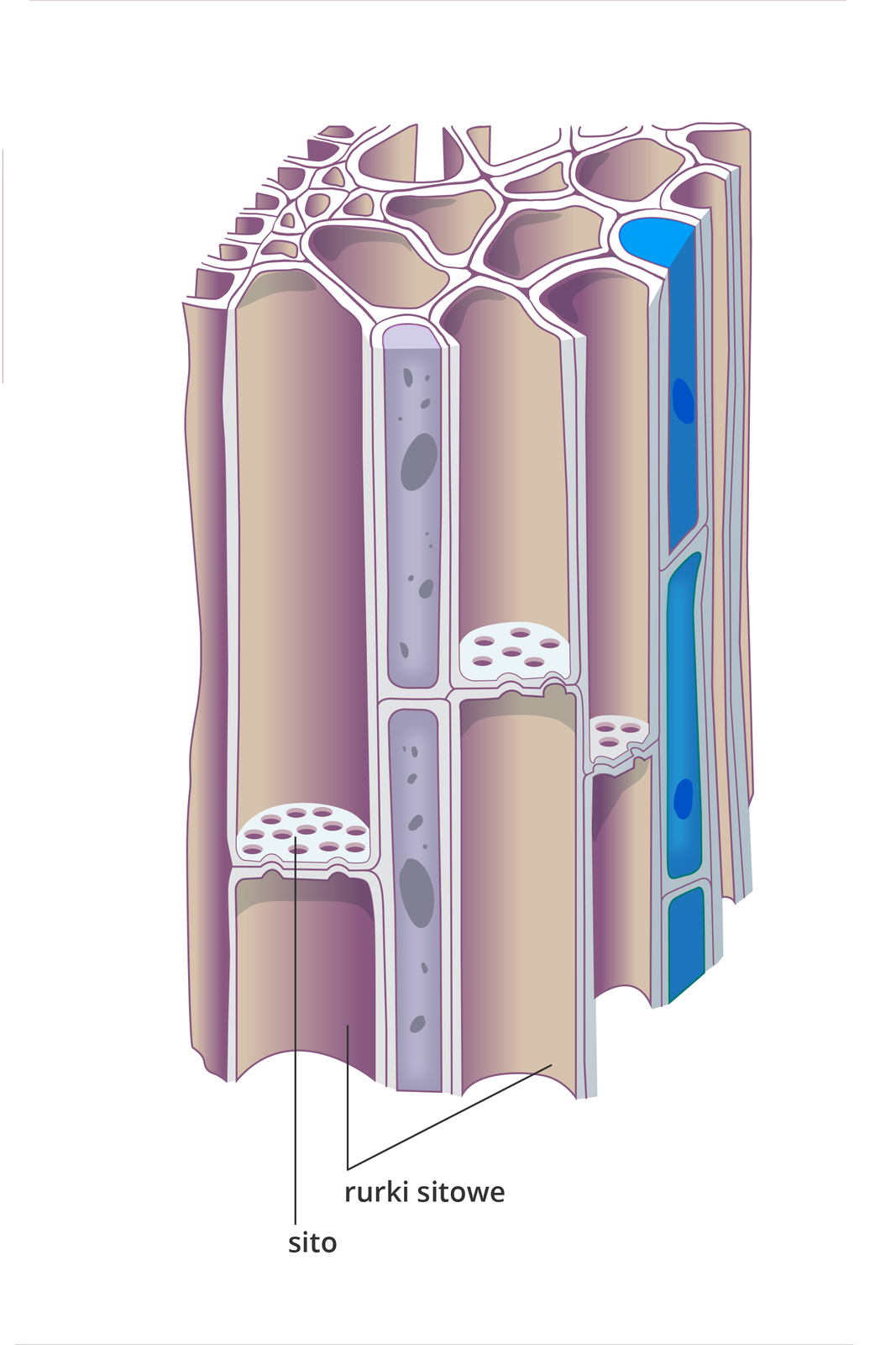 Ilustracja przedstawia długie, rurkowate komórki. Między nimi w poziomie znajdują się ściany z licznymi otworami, czyli sita. Ta tkanka przewodzi różne substancje i nazywa się łyko. Z boku ukazano wydłużone komórki naczyń z błękitną zawartością.