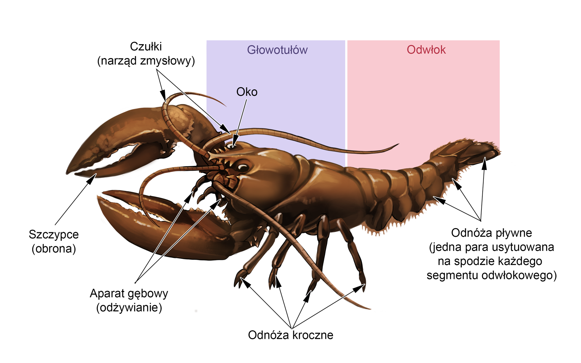 Schemat przedstawia budowę zewnętrzną raka. Z przodu ciała skorupiaka znajduje się para dużych szczypców. Składają się one z dwóch ostrych, przeciwstawnych części i służą do obrony. Za nimi zaczyna się głowotułów. Składa on się z głowy, która z przodu posiada parę oczu. Obok znajduje się para długich, cienkich czułków będących narządem zmysłów. Pod czułkami widoczny jest aparat gębowy służący do odżywiania. Dalej znajduje się opancerzony tułów, a po jego bokach widoczne są cztery pary odnóży krocznych. Tył ciała stanowi segmentowany odwłok. Pod spodem odwłoku widoczne są odnóża pławne – jedna para usytuowana na spodzie każdego segmentu odwłokowego.