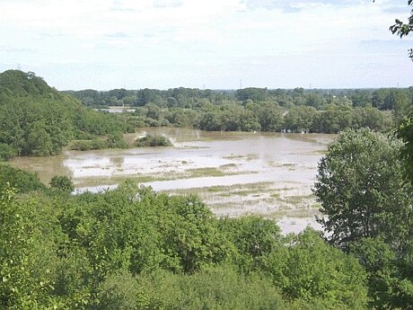 Zdjęcie przedstawia zalane tereny Połańca. Na pierwszym planie znajdują się drzewa, krzewy i trawy. Za nimi jest zalany teren. W tle znajdują się kolejne drzewa otoczone wodą.