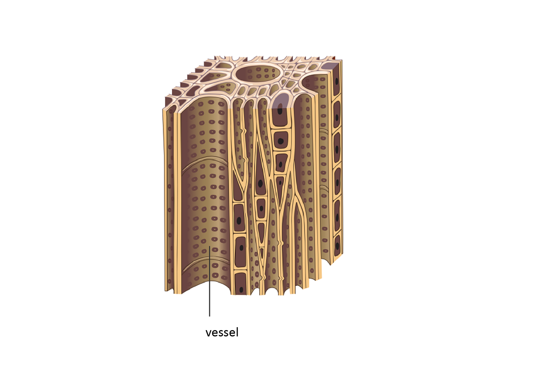 Ilustracja przedstawia przekrój poprzeczny przez komórki drewna. Przypomina on prostopadłościan z jasnobrązowych, długich komórek. Są one ściśle ułożone. Niektóre są mniejsze i zawierają jądro. Inne, zwane naczyniami (vessels) w ścianach mają liczne, małe otworki. Ta tkanka przewodzi wodę.