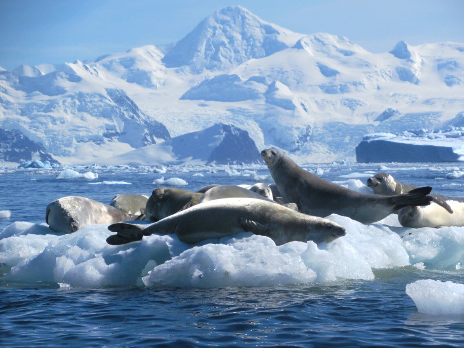 Zdjęcie przedstawia stado fok wylegujących się na lodzie wystającym ponad taflę zbiornika wodnego. Na pierwszym planie widać fokę leżącą na plecach, a za nią fokę podnoszącą się na łapach i dwie kolejne leżące na brzuchu. Za nimi widoczne są wysokie, skaliste góry całkowicie pokryte śniegiem oraz bryły lodu dryfujące po powierzchni wody. Całość jest oświetlona jasnymi promieniami słońca.