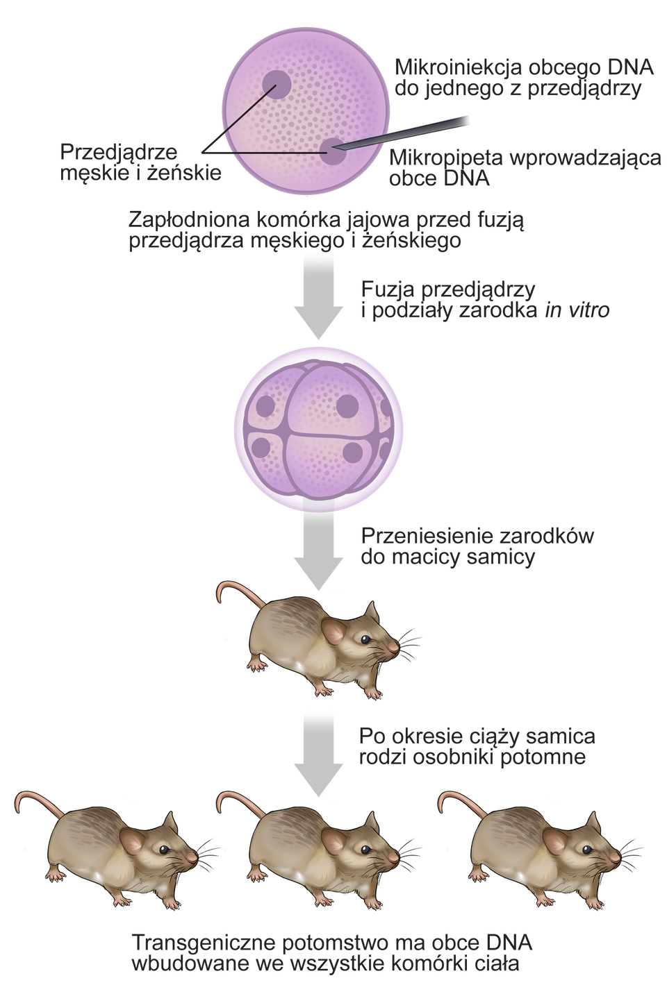 Ilustracja przedstawia przebieg transformacji myszy metodą mikroiniekcji. Na górze widoczna jest komórka z dwoma przedjądrzami, podpisanymi: Przedjądrze męskie i żeńskie. Do jednego z nich przyłożona jest cienka pipeta z podpisem: Mikropipeta wprowadzająca obce DNA. Obok podpis: Mikroiniekcja obcego DNA do jednego z przedjądrzy. Niżej podpis: Zapłodniona komórka jajowa przed fuzją przedjądrza męskiego i żeńskiego. Niżej strzałka do ilustracji myszy z podpisem: Przeniesienie zarodków do macicy samicy. Poniżej myszy kolejna strzałka prowadząca do ilustracji trzech myszy i podpisem: Po okresie ciąży samica rodzi osobniki potomne. Na dole podpis: Transgeniczne potomstwo ma obce DNA wbudowane we wszystkie komórki ciała.