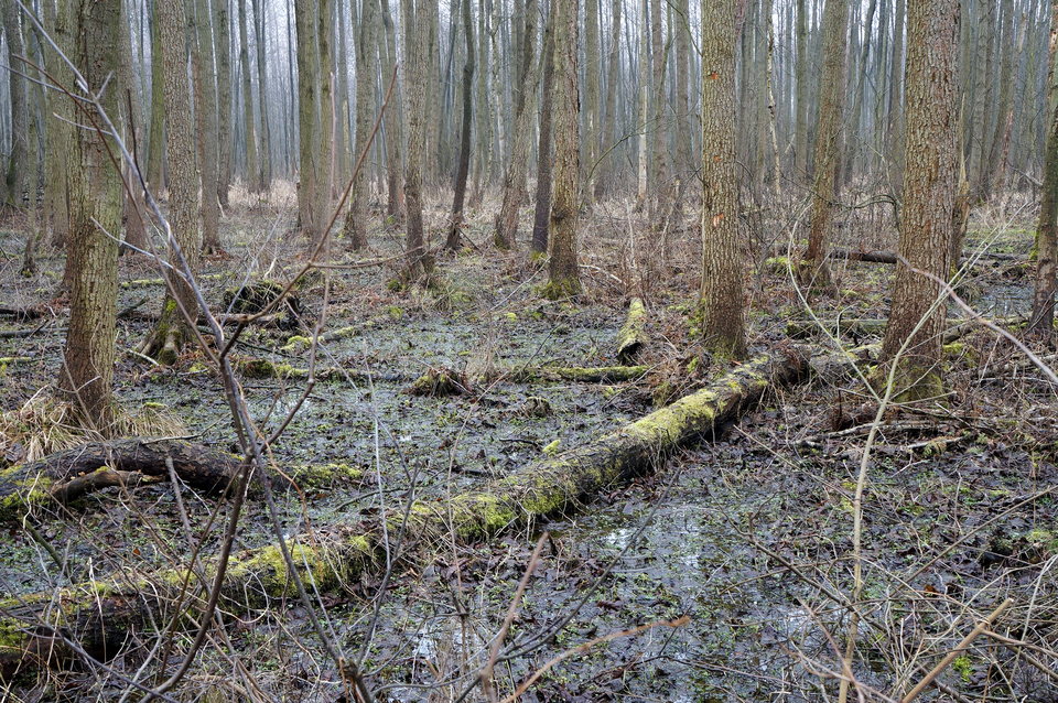 Fotografia przedstawia bagna w Kampinoskim Parku Narodowym. Widać wnętrze bagiennego lasu. Wiele pni drzew leży w podmokłym gruncie. Są obrośnięte mchem i porostami.