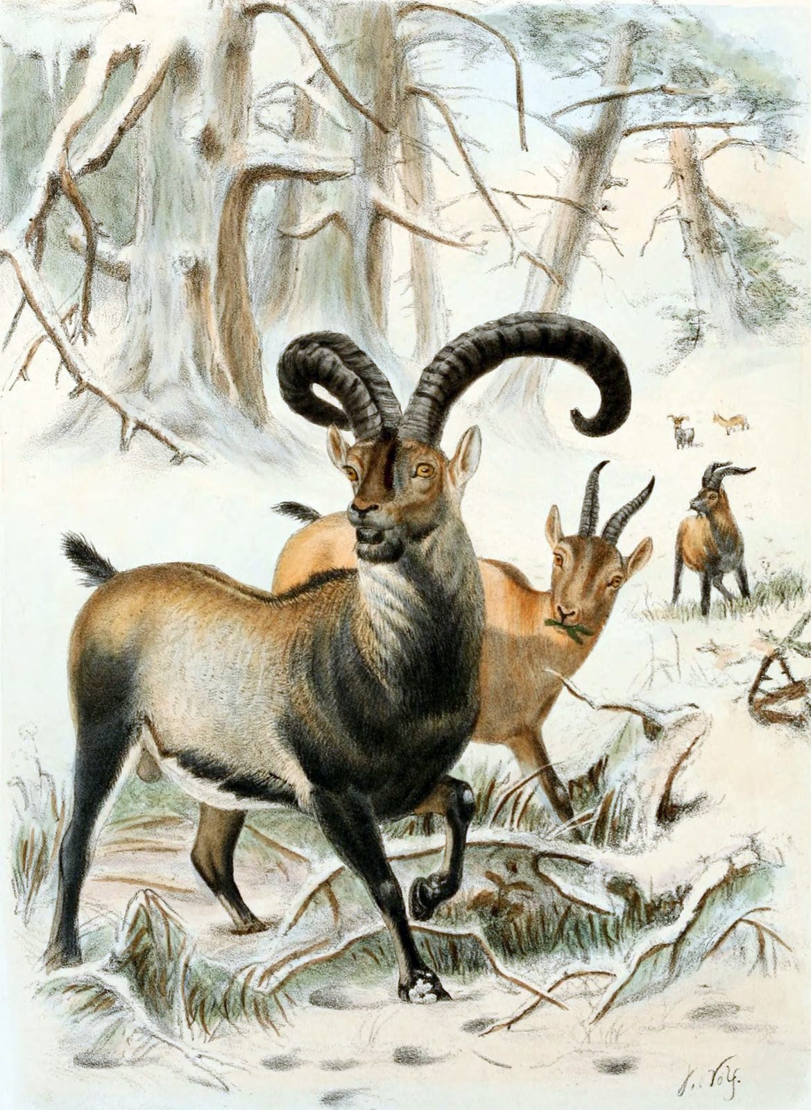 Ilustracja przedstawia w zimowym pejzażu leśnym trzy brązowe zwierzęta z rogami. Samiec na pierwszym planie ma ciemniej ubarwioną szyję, pierś i nogi. Jego rogi są długie i wygięte. To koziorożec pirenejski, gatunek wymarły.