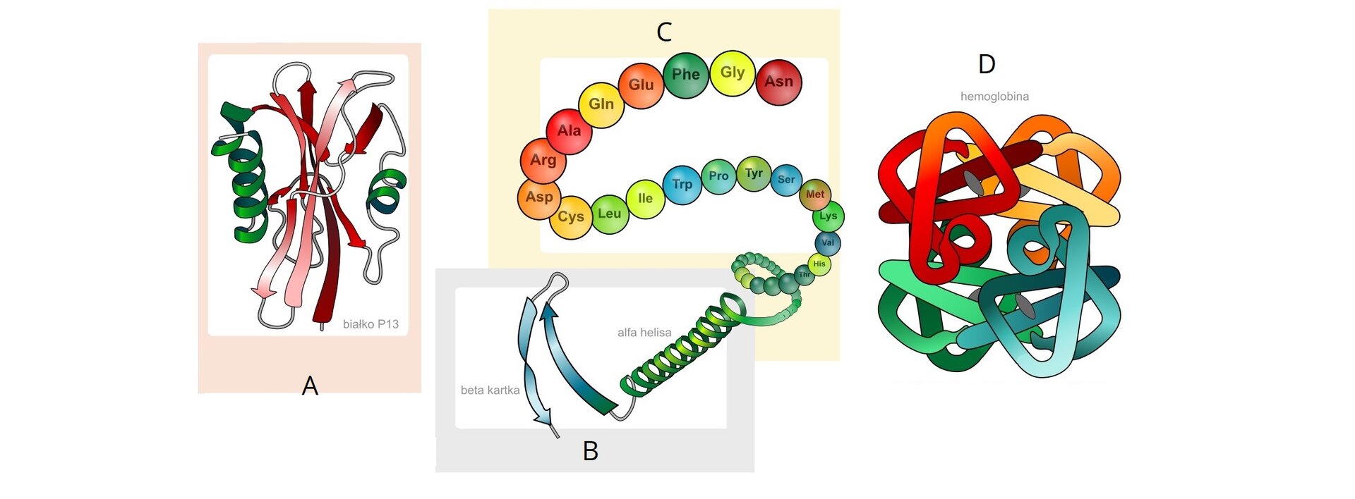 Na ilustracji składającej się z czterech zestawionych ze sobą rysunków przedstawiono cztery struktury białek. Pierwsza z nich, podpisana jako Struktura pierwszorzędowa, została ukazana na jasnopomarańczowym tle jako łańcuch różnokolorowych kulek reprezentujących aminokwasy z oznaczeniami literowymi poszczególnych aminokwasów: Asn, Gly, Phe, Glu, Gln, Ala, Arg, Asp, Cys, Leu, Ile, Trp, Pro, Tyr, Ser, Met, Lys, Val, His, Phe. Łańcuch przechodzi w strukturę drugorzędową, znajdującą się na ilustracji poniżej, podpisanej jako Struktura drugorzędowa. Jest ona umieszczona na jasnoniebieskim tle i została zobrazowana na dwa sposoby: jako zielona spiralna alfa helisa oraz jako niebieska zagięta beta kartka zwana także beta harmonijką. Z prawej strony obu grafik umieszczono ilustrację opisaną jako Struktura trzeciorzędowa. Znajduje się ona na jasnoróżowym tle i stanowi połączenie dwóch fragmentów zielonej alfa helisy i dwóch fragmentów beta kartki: różowego i czerwonego. W prawym dolnym rogu rysunku znajduje się podpis: Białko P13. Najbardziej z prawej strony, na białym tle przedstawiono Strukturę czwartorzędową. Jest ona połączeniem podjednostek trzeciorzędowych — w tym wypadku, na przykładzie hemoglobiny, są to cztery podjednostki oznaczone kolorami: czerwonym, pomarańczowym, zielonym i niebieskim. Tworzą one strukturę przypominającą plątaninę nici.