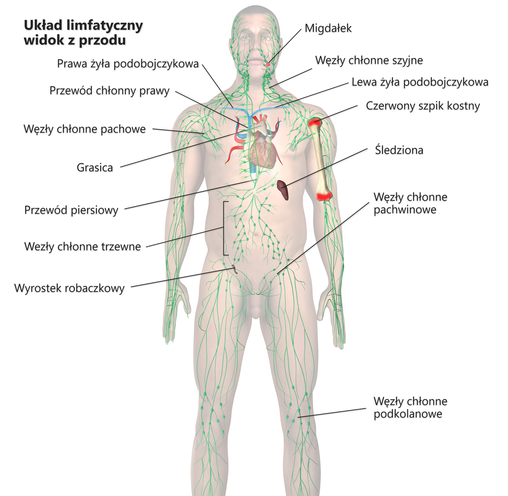 Na ilustracji przedstawiona jest budowa układu limfatycznego człowieka. Widoczna jest półprzezroczysta postać mężczyzny. Przewody limfatyczne rozchodzą się niemal po całym organizmie człowieka. W głowie, w okolicach ust znajduje się niewielki okrągły organ – migdałek, a poniżej w szyi węzły chłonne szyjne. W obu barkach widoczne są żyły - prawa oraz lewa podobojczykowa. Pod pachami są zlokalizowane węzły chłonne pachowe. Z kolei w kościach budujących ramiona znajduje się czerwony szpik kostny. Nad sercem w klatce piersiowej jest widoczna grasica. Przez środek klatki piersiowej ciągnie się w dół przewód piersiowy, a po lewej stronie znajduje się śledziona. Na wysokości brzucha na przewodach limfatycznych zlokalizowane są węzły chłonne trzewne, a w pachwinach węzły chłonne pachwinowe. Nad prawa pachwiną jest z kolei niewielki wyrostek robaczkowy, w nogach natomiast na wysokości kolan węzły chłonne podkolanowe.