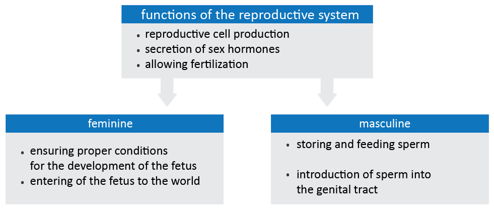 Na schemacie wymieniono funkcje układu rozrodczego: functions of the reproductive system- reproductive cell production, secretion of sex hormones, allowing fertilization  1 feminine- ensuring proper conditions for the development of the fetus- entering of the fetus to the world, 2 masculine - storing and feeding sperm, introduction of sperm into the genital tract