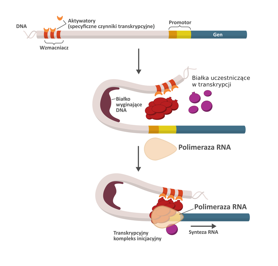 Ilustracja interaktywna przedstawia w trzech etapach tworzenie się transkrypcyjnego kompleksu inicjacyjnego. Na pierwszej ilustracji cząsteczka DNA jest wyprostowana. Po prawej stronie oznaczony jest gen, a tuż przed nim promotor. Po lewej stronie, w odległości od genu i promotora zaznaczony jest wzmacniacz, do którego przyłączone są aktywatory (specyficzne czynniki transkrypcyjne). Druga ilustracja przedstawia tę samą cząsteczkę DNA, wygiętą w rejonie pomiędzy wzmacniaczem, a genem i promotorem przez białko wyginające DNA. Wygięcie DNA powoduje zbliżenie się wzmacniacza z przyłączonymi aktywatorami do rejonu promotora. Pomiędzy nimi znajduje się grupa białek uczestniczących w transkrypcji. Poniżej znajduje się polimeraza RNA. W trzecim etapie aktywatory związane do wzmacniacza przyłączone są do grupy białek uczestniczących w transkrypcji, a te do promotora. W tym samym miejscu przyłączona jest polimeraza RNA. Poniżej podpis: Transkrypcyjny kompleks inicjalny oraz zapis: synteza RNA ze strzałką w kierunku od promotora wzdłuż genu.