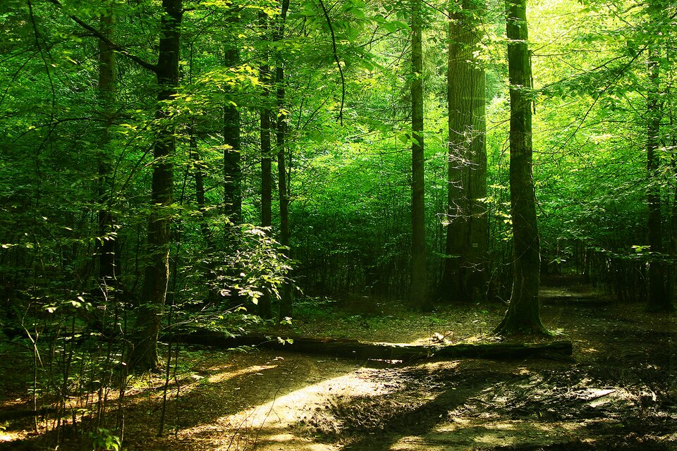 Zdjęcie przedstawia las liściasty. Jest gęsty. Przez korony drzew przechodzą promienie słońca. Na pierwszym planie jest powalony pień.  